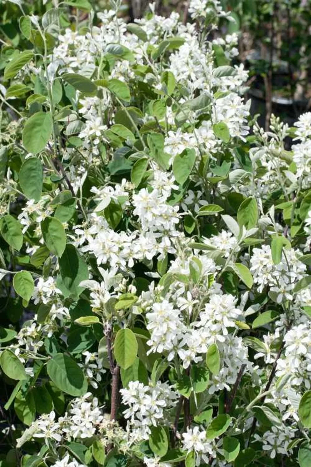 Bärhäggmispel, 20-40 cm