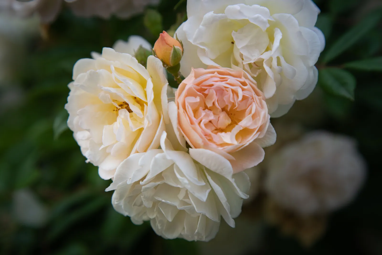 Moschata-ros 'Ghislaine de Féligonde' - miniatyr 2