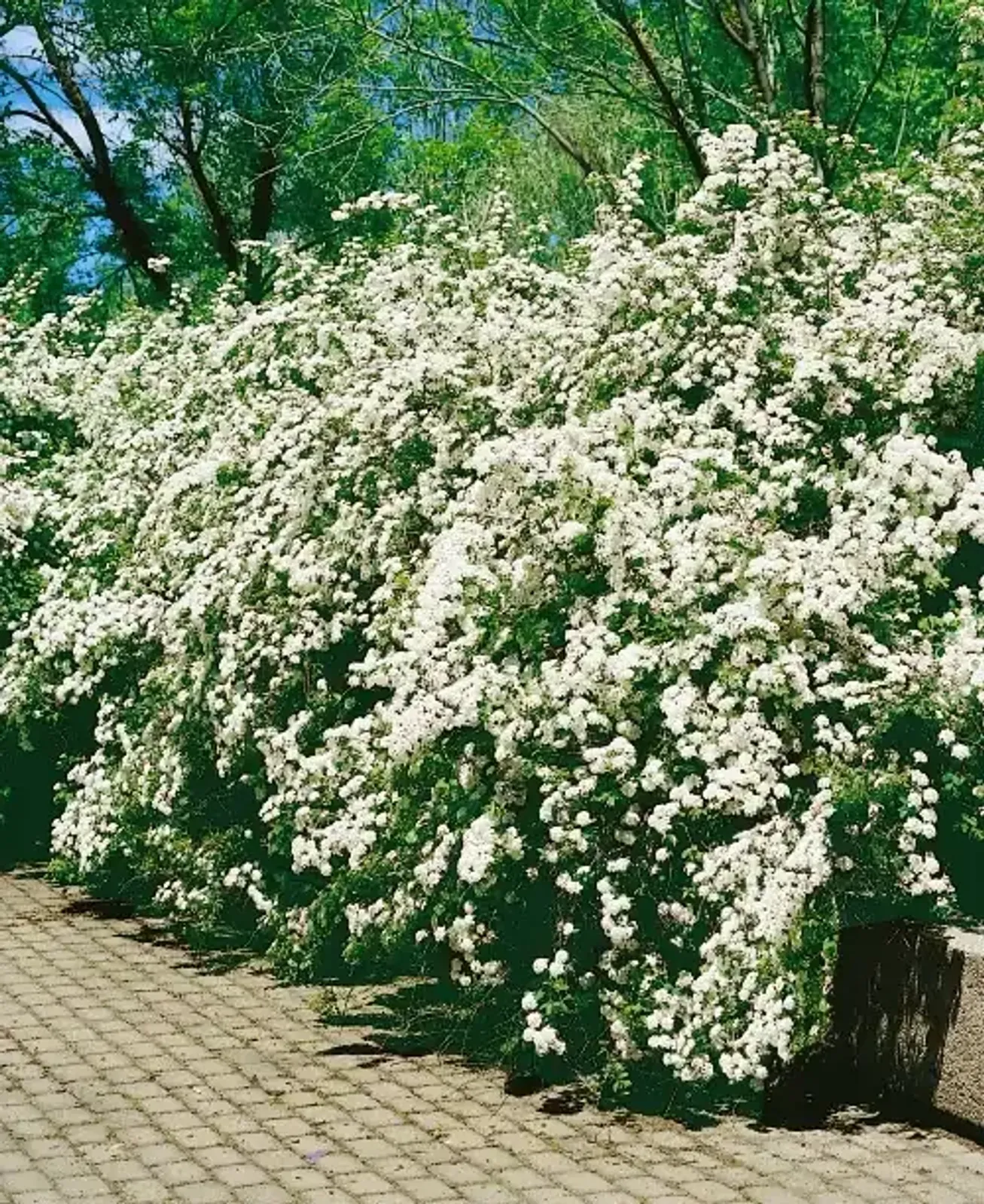 Bukettspirea, 50-80 cm