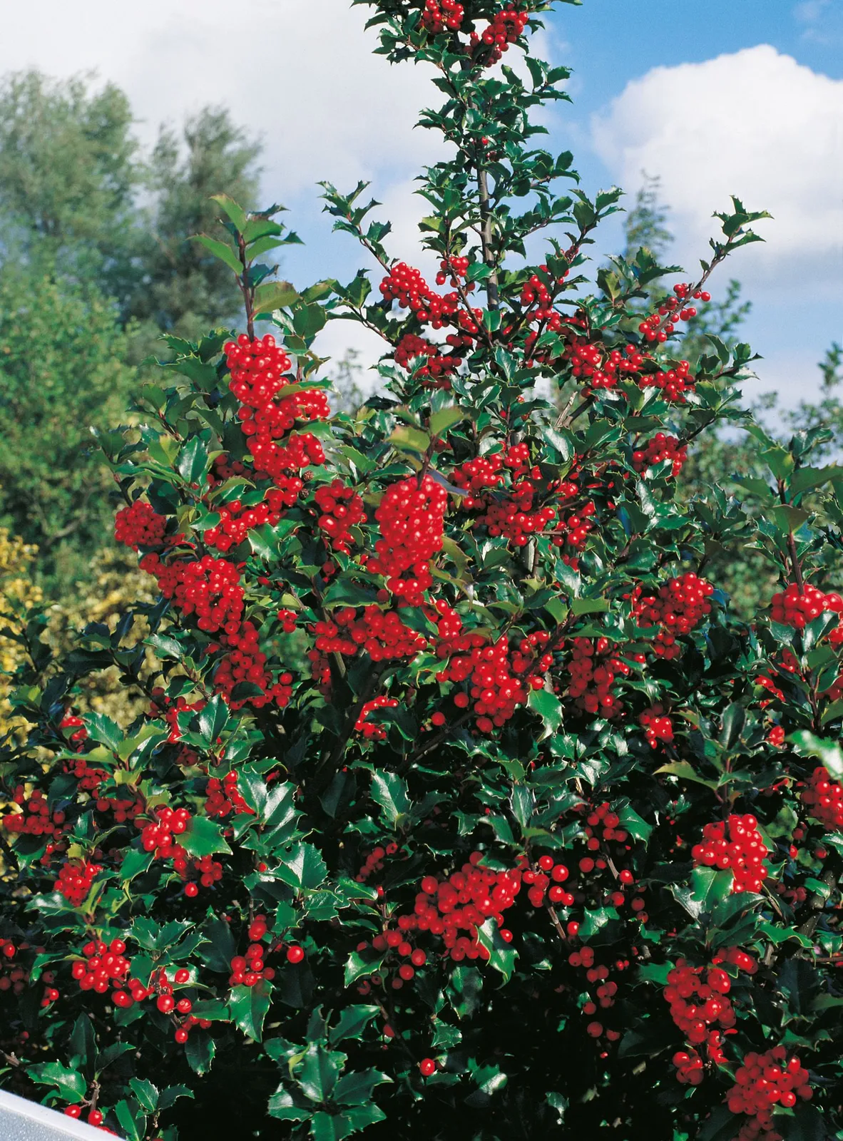 Blå järnek 'Blue Princess'