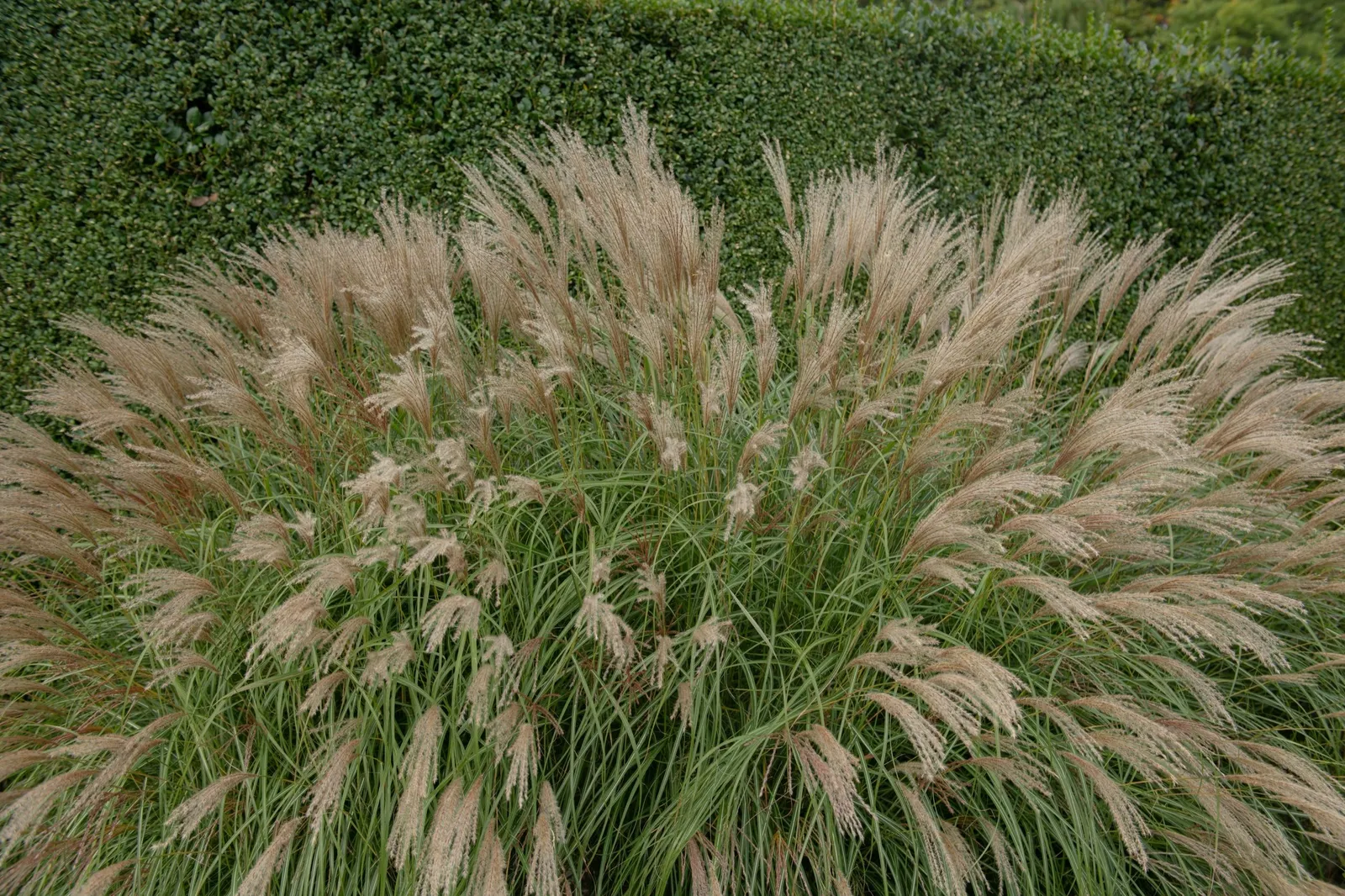 Glansmiskantus 'Adagio', syn. japanskt gräs, 2L
