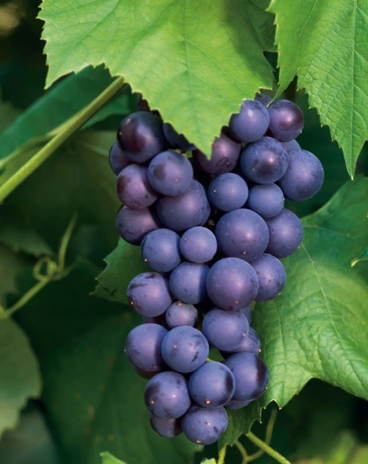 Vindruva 'Glorie Boskoop'