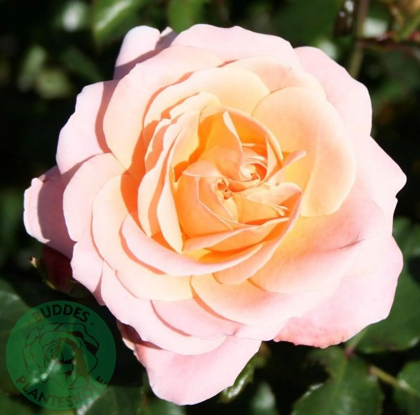 Floribundaros KALMAR ('Poulkalm') - miniatyr 2