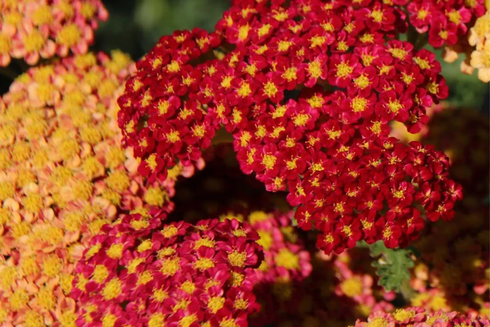 Röllika 'Paprika'