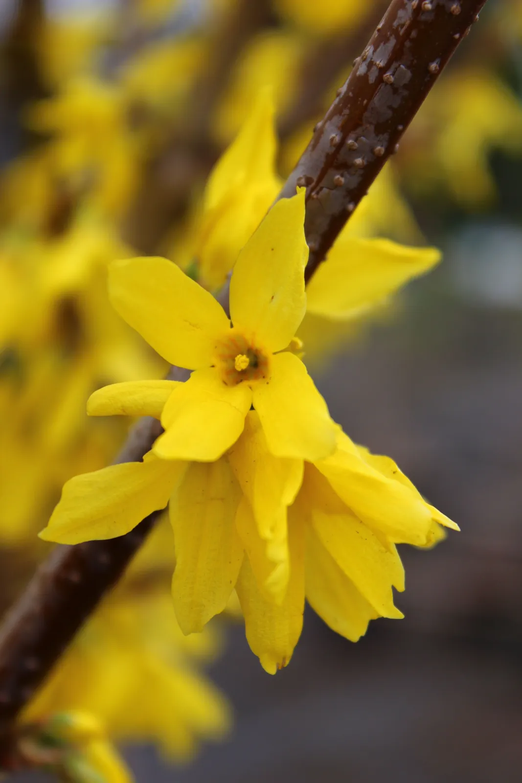 Hybridforsythia 'Lynwood' - miniatyr 5