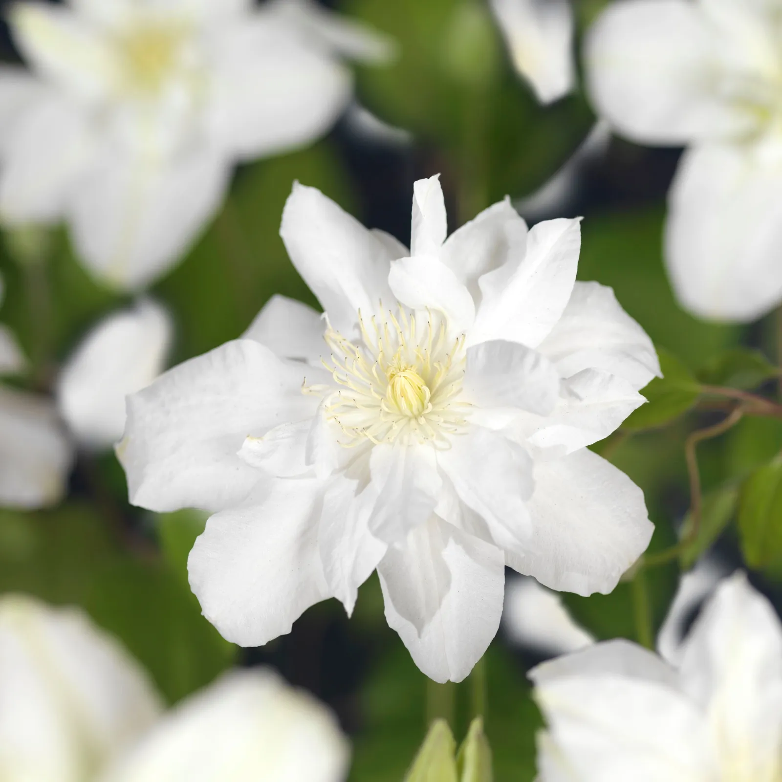 Klematis (Tidiga Storblommiga Gruppen) 'Sylvia Denny'