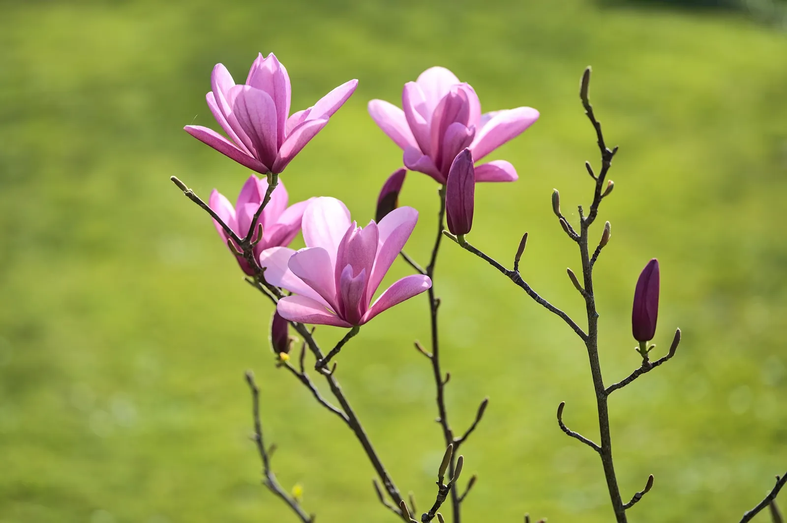 Liljemagnolia 'Nigra', sol 60-80 cm, co/kl - miniatyr 4