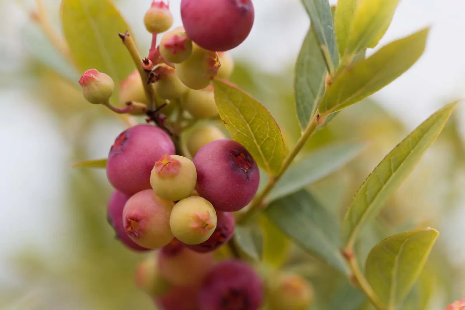 Närbild av rosa blåbär 'Pink Lemonade' på gren med gröna blad och bär i olika nyanser från gult till rosa