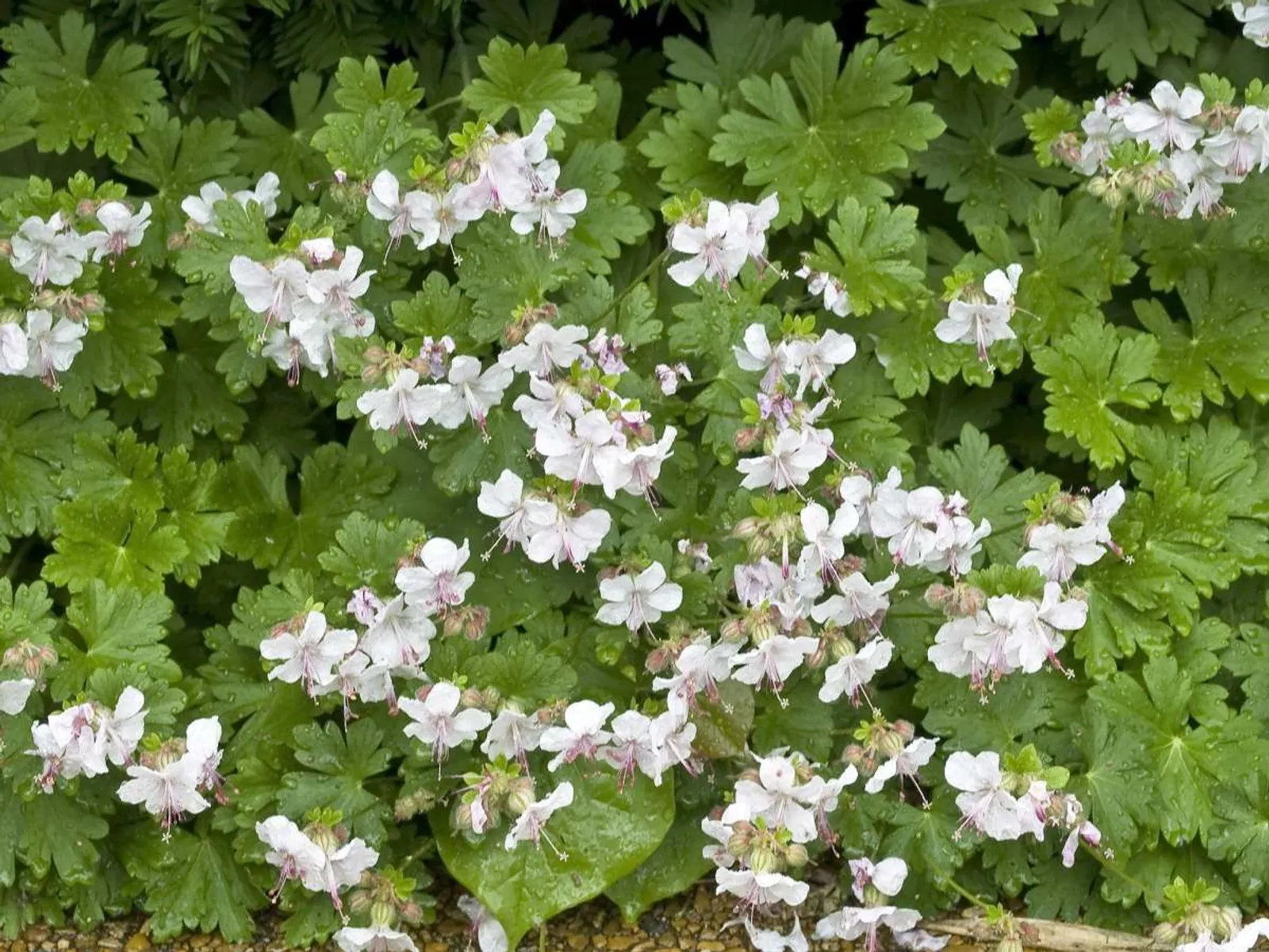 Liten Flocknäva "Biokovo"