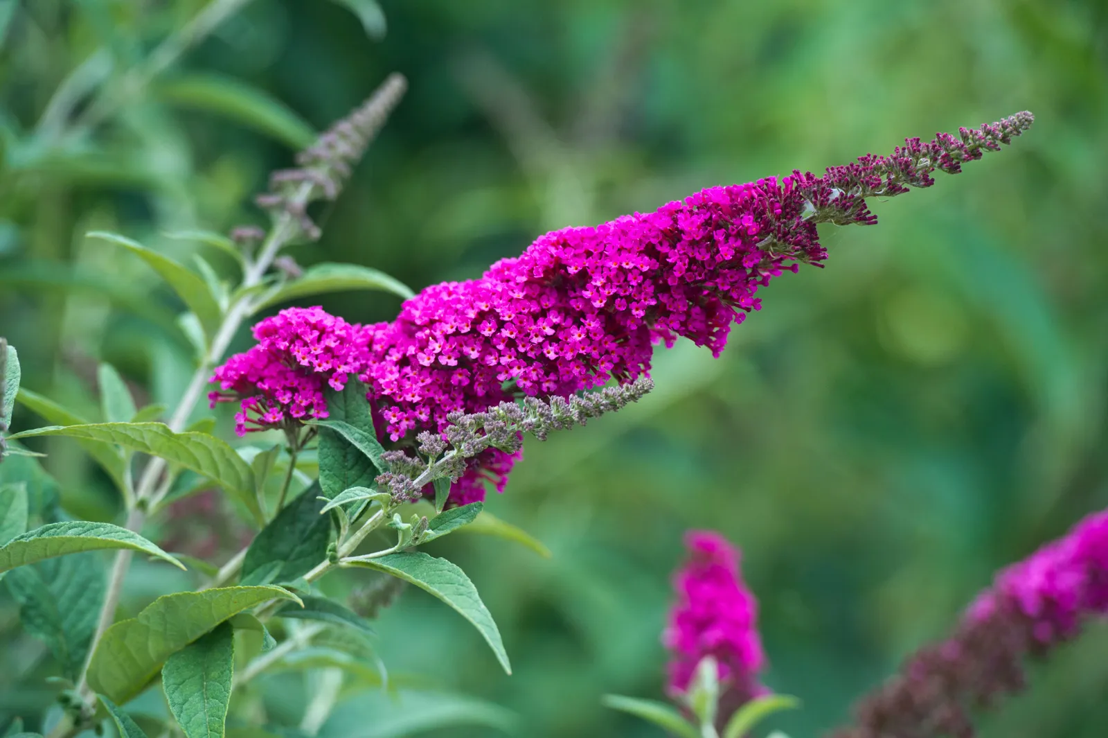 Buddleja 'Miss Ruby'PBR - miniatyr 2