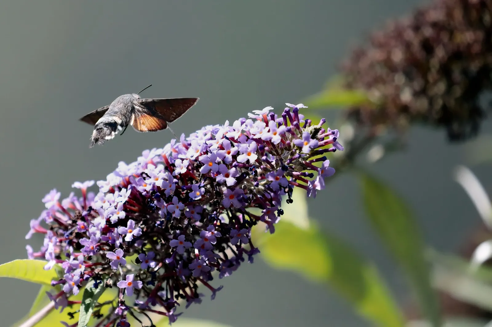 Sommarbuddleja - miniatyr 7