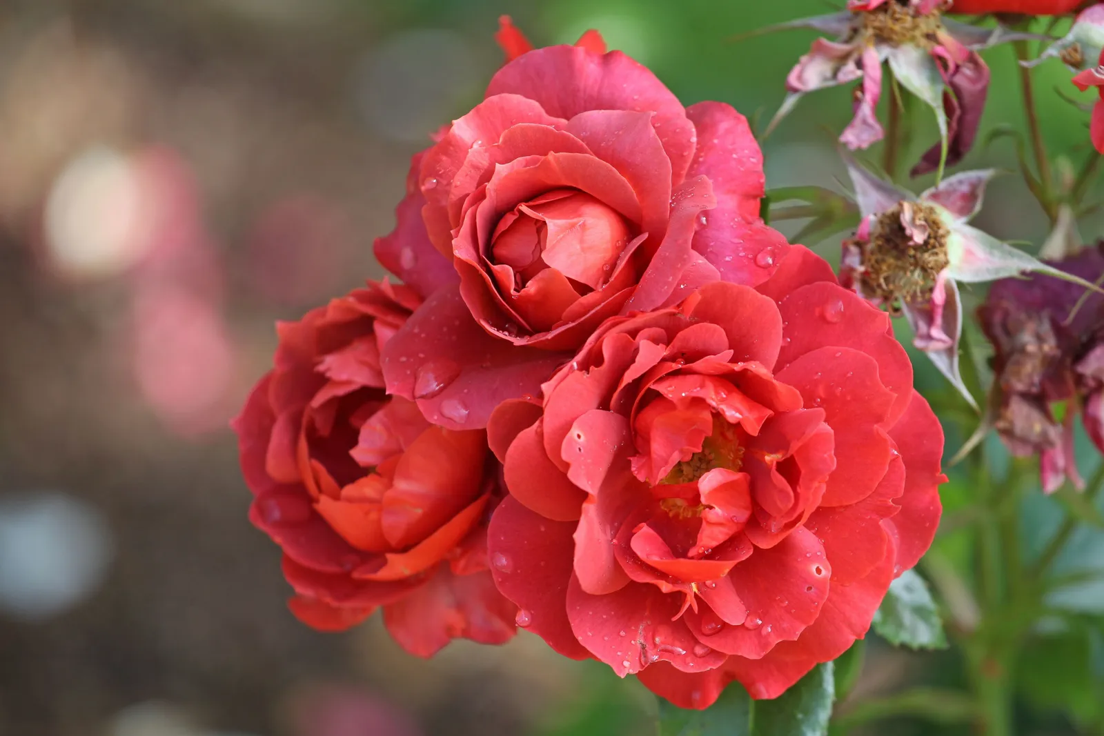 Floribundaros HOT CHOCOLATE ('Wekpaltlez') - miniatyr 4