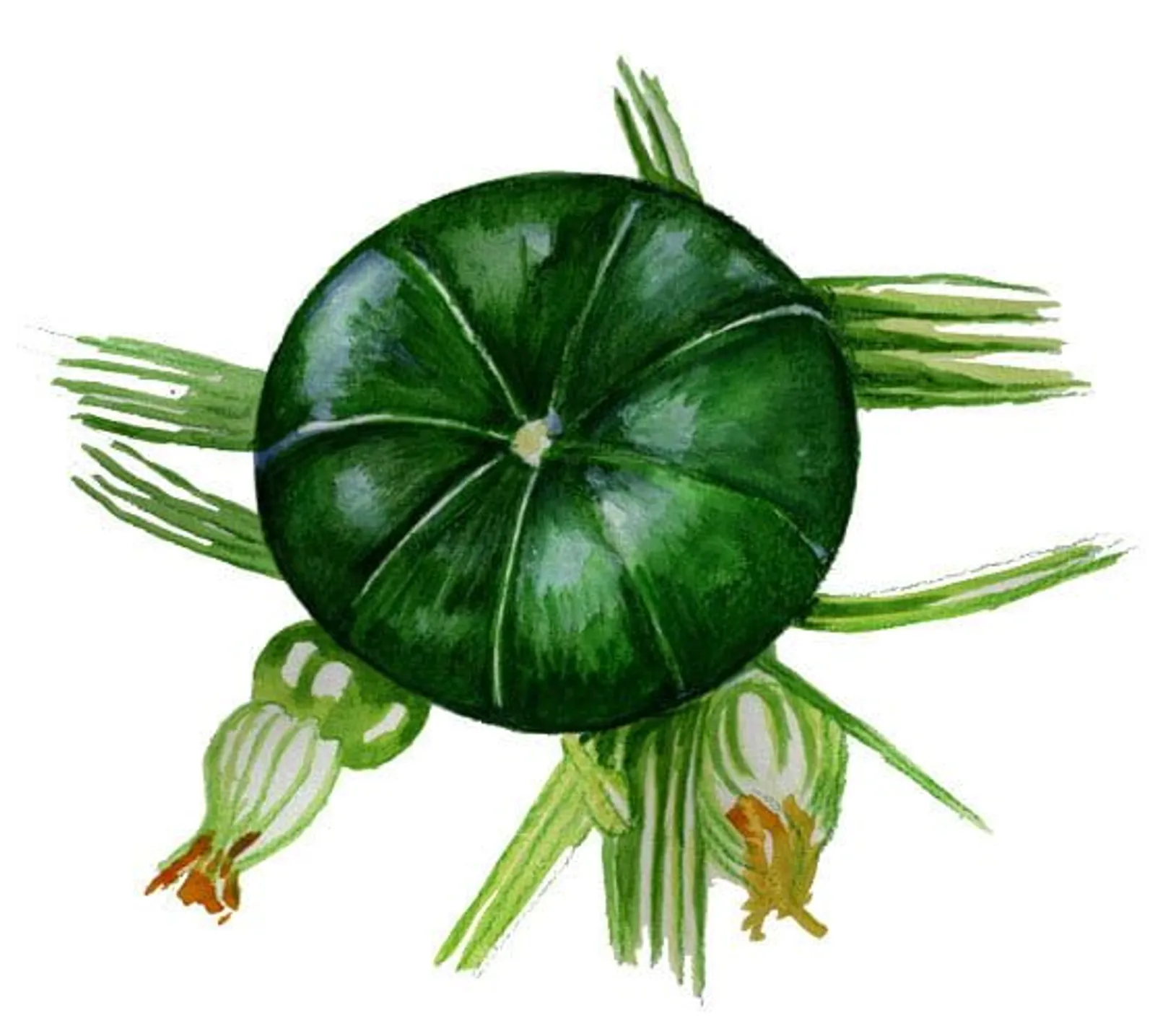 Sommarsquash 'Zaphito', Frö