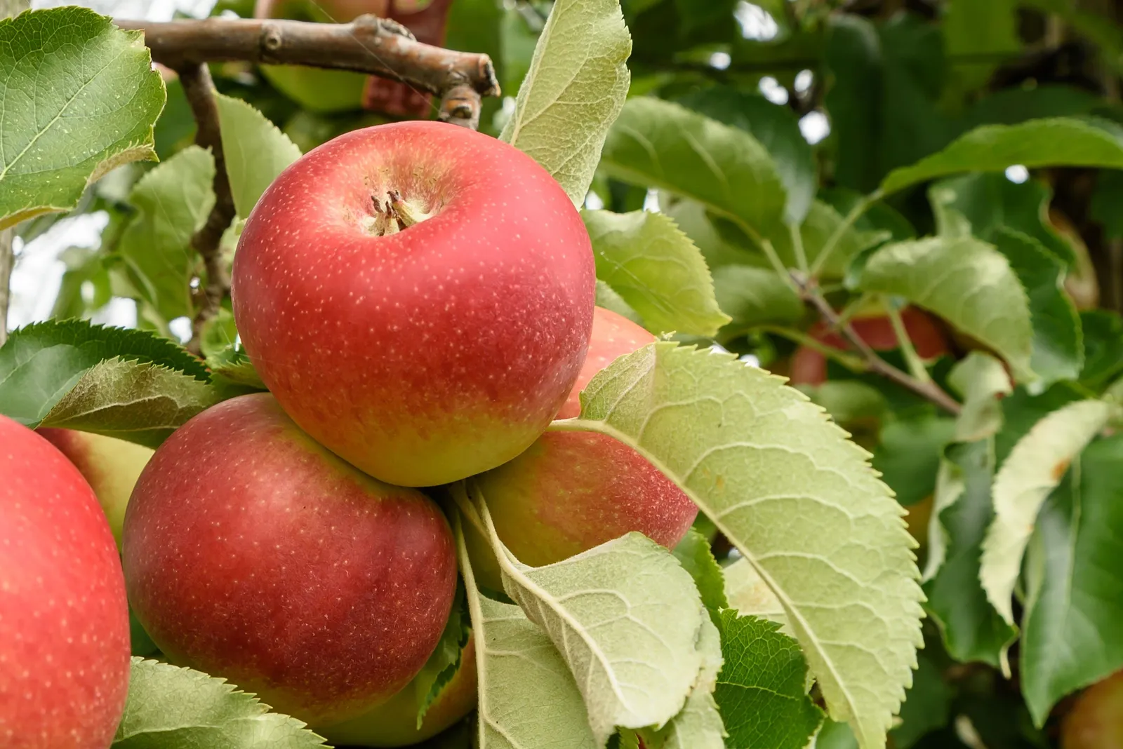 Äpple FOLKE® E - miniatyr 2