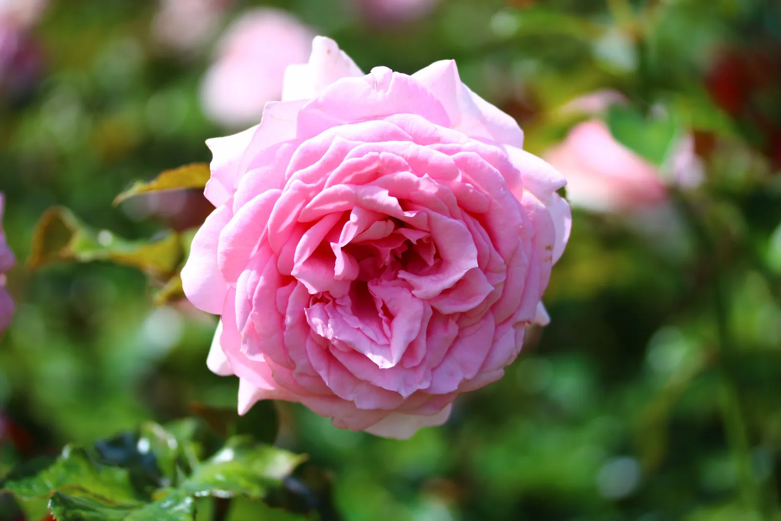 Storblommig klätterros 'Coral Dawn' - miniatyr 3