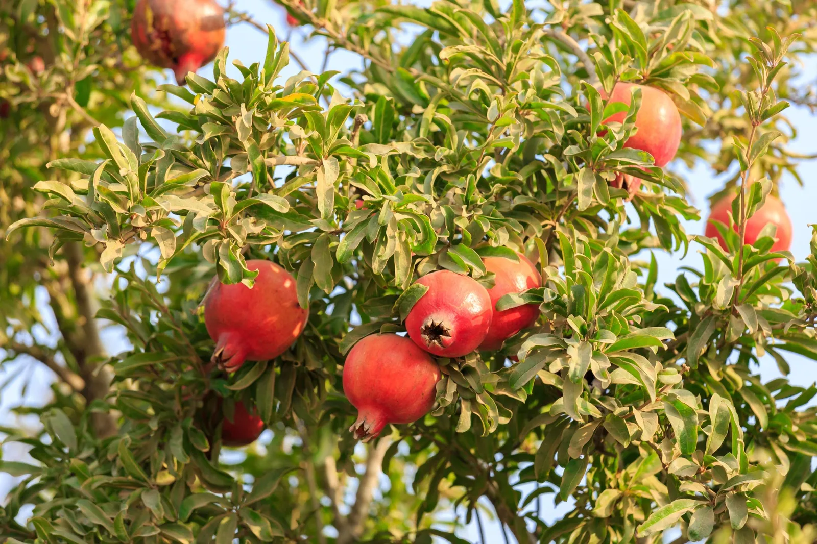 Granatäpple