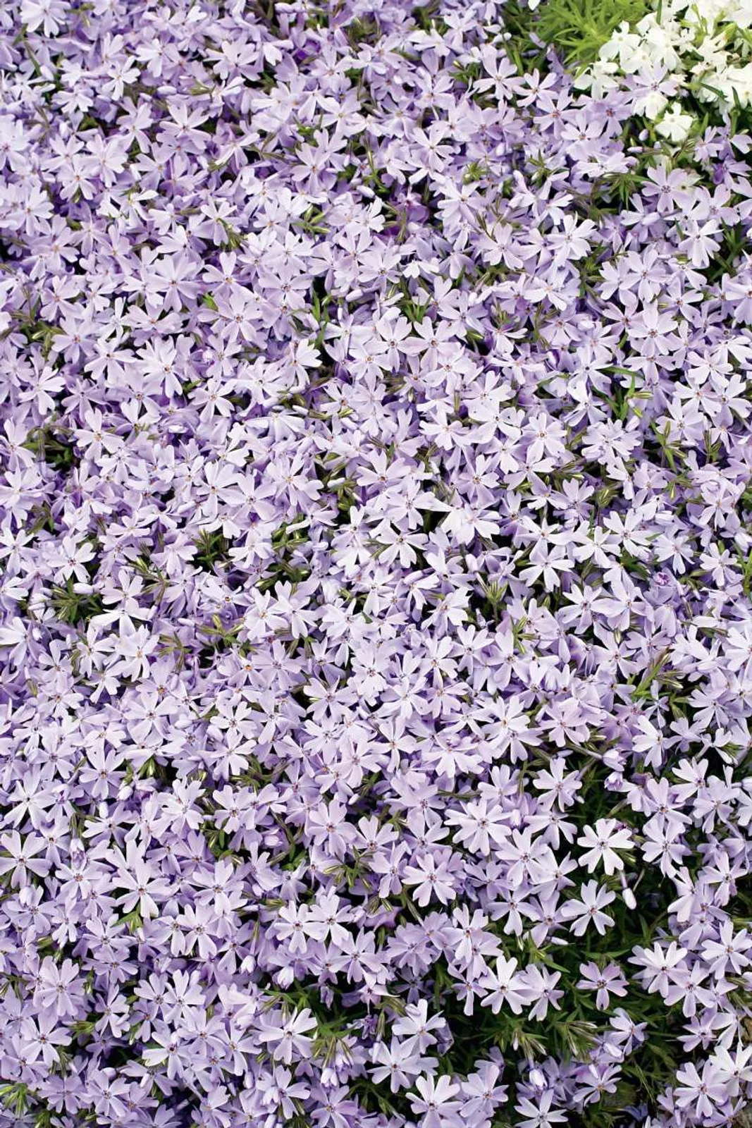 Mossflox 'Emerald Cushion Blue'