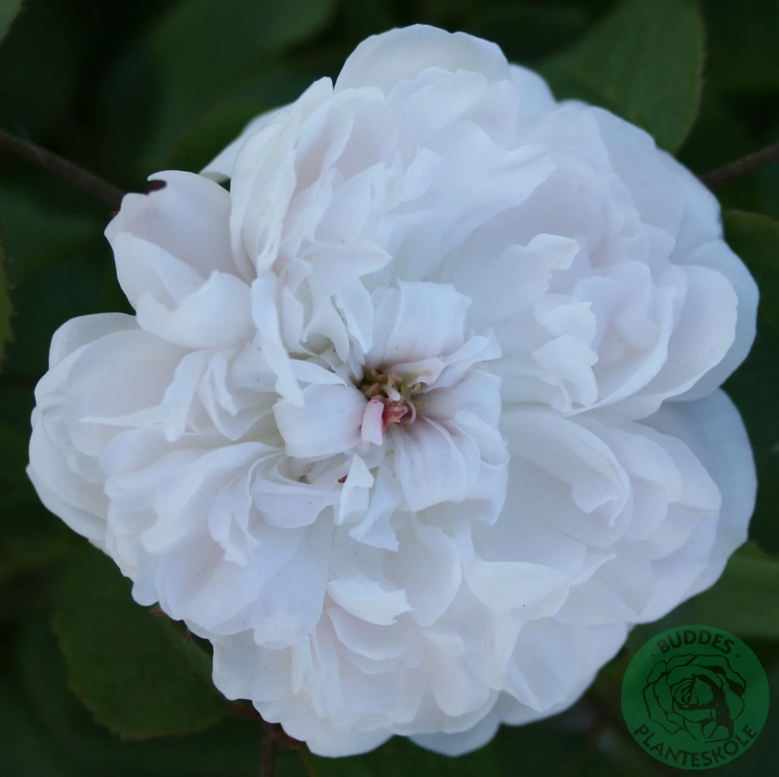 Portlandros 'White Jacques Cartier'