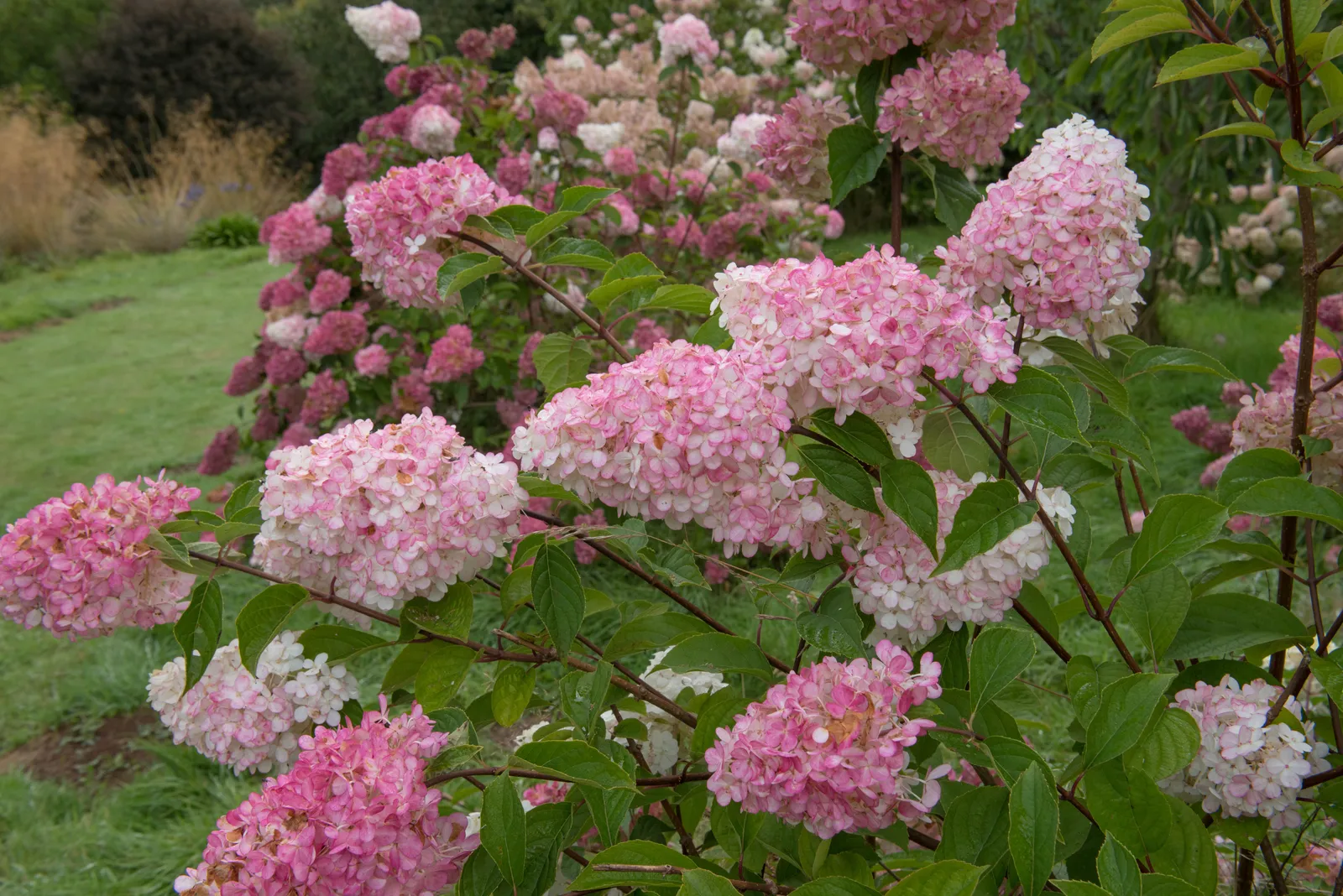 Vipphortensia VANILLE-FRAISE ('Renhy'PBR), Sh 90-100