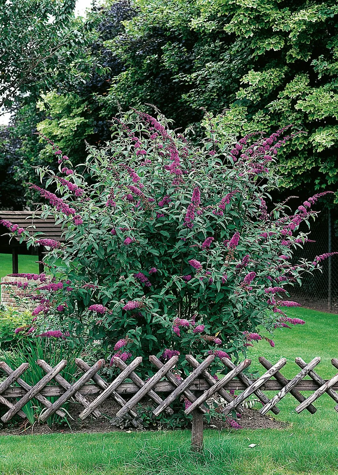 Syrenbuddleja 'Ile de France' - miniatyr 3