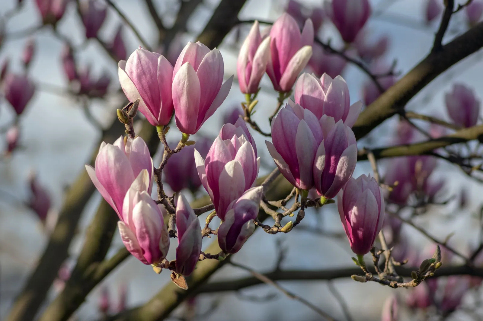 Praktmagnolia - miniatyr 4