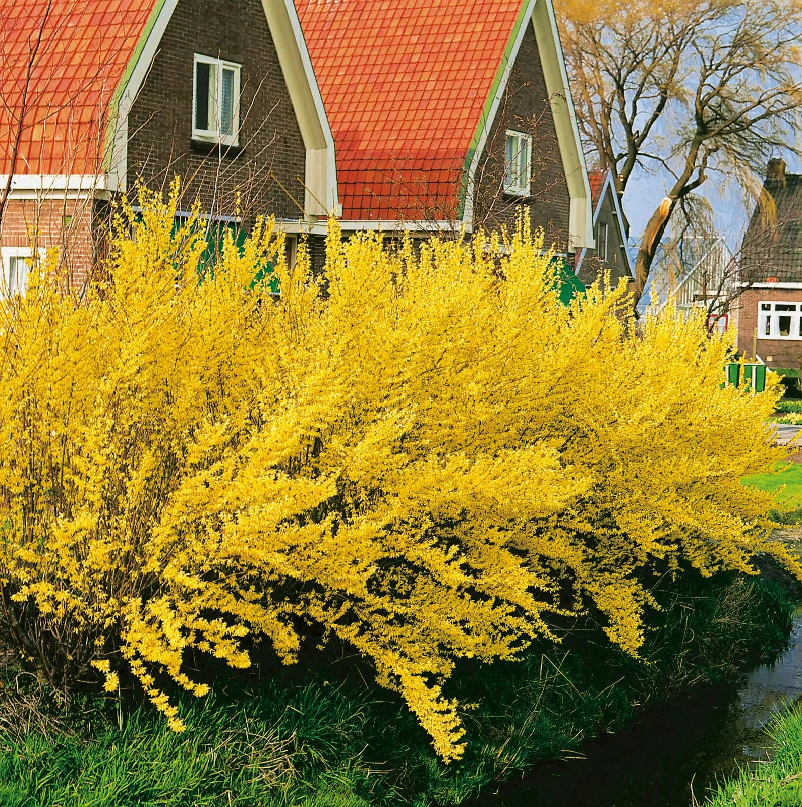 Hybridforsythia 'Lynwood'