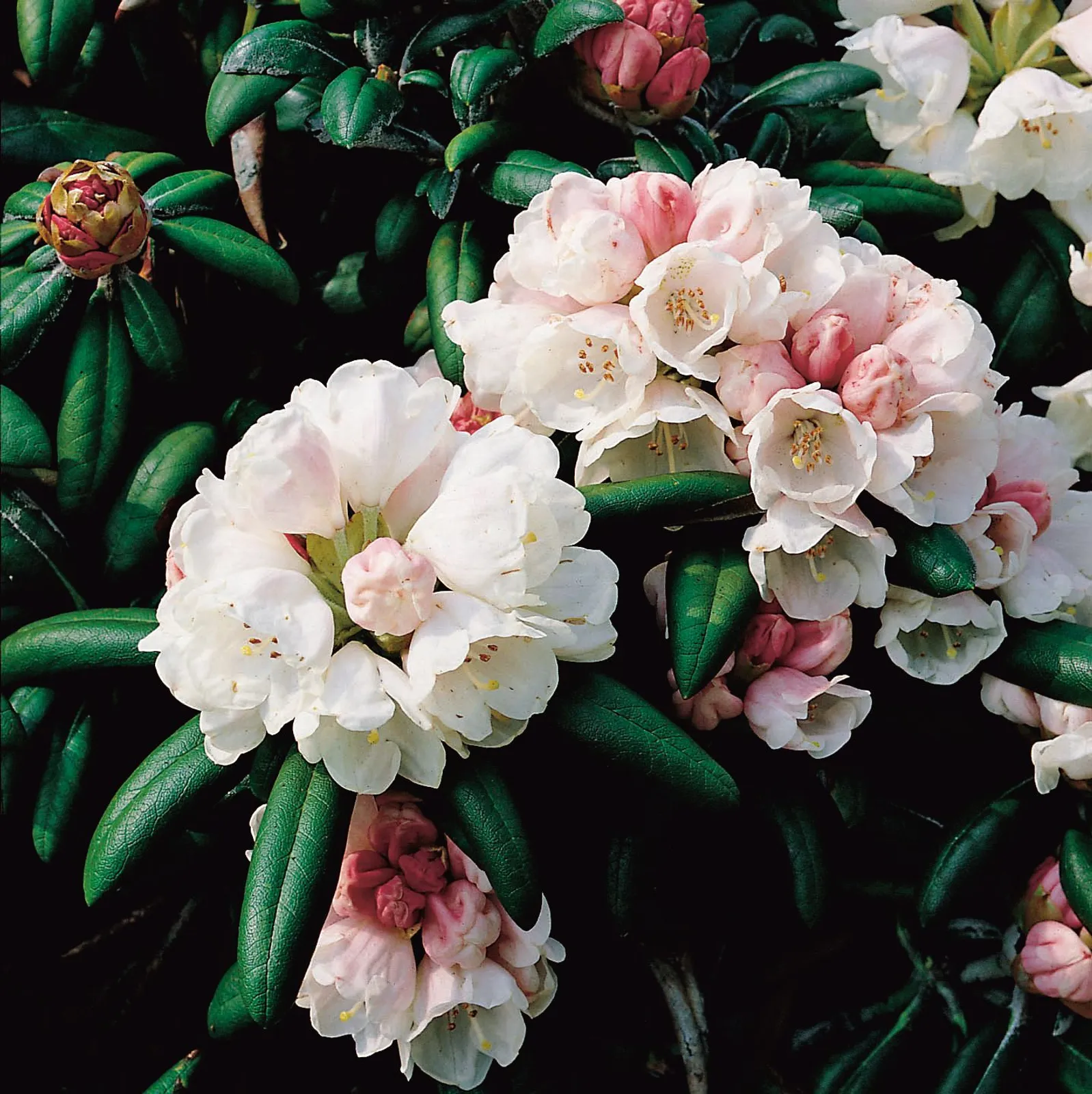 Yakushimanum-rododendron 'Koichiro Wada', 25-30 cm - miniatyr 2