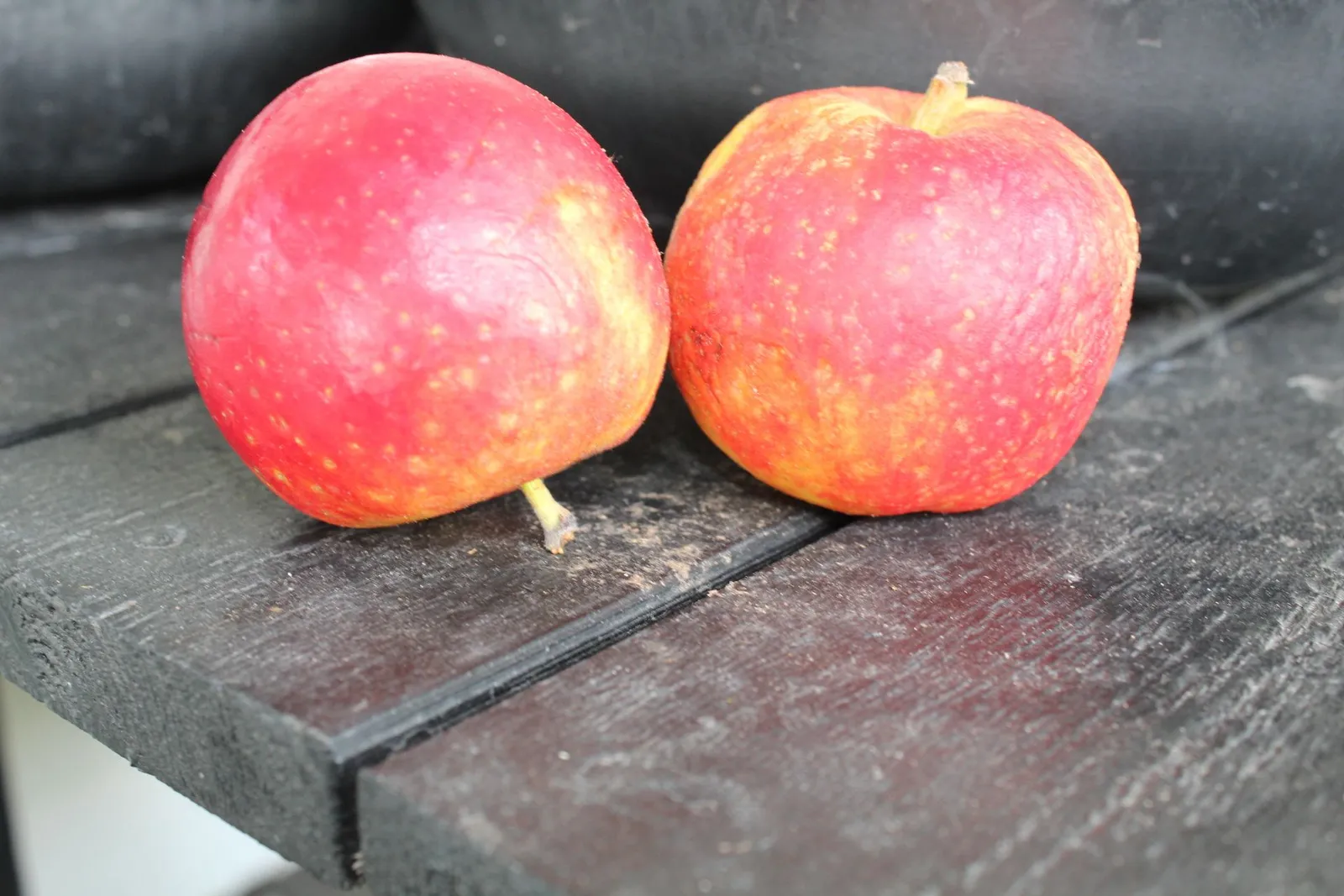 Äpple AGNES® E, svagväxande, B9, inkl. uppbindnings kit