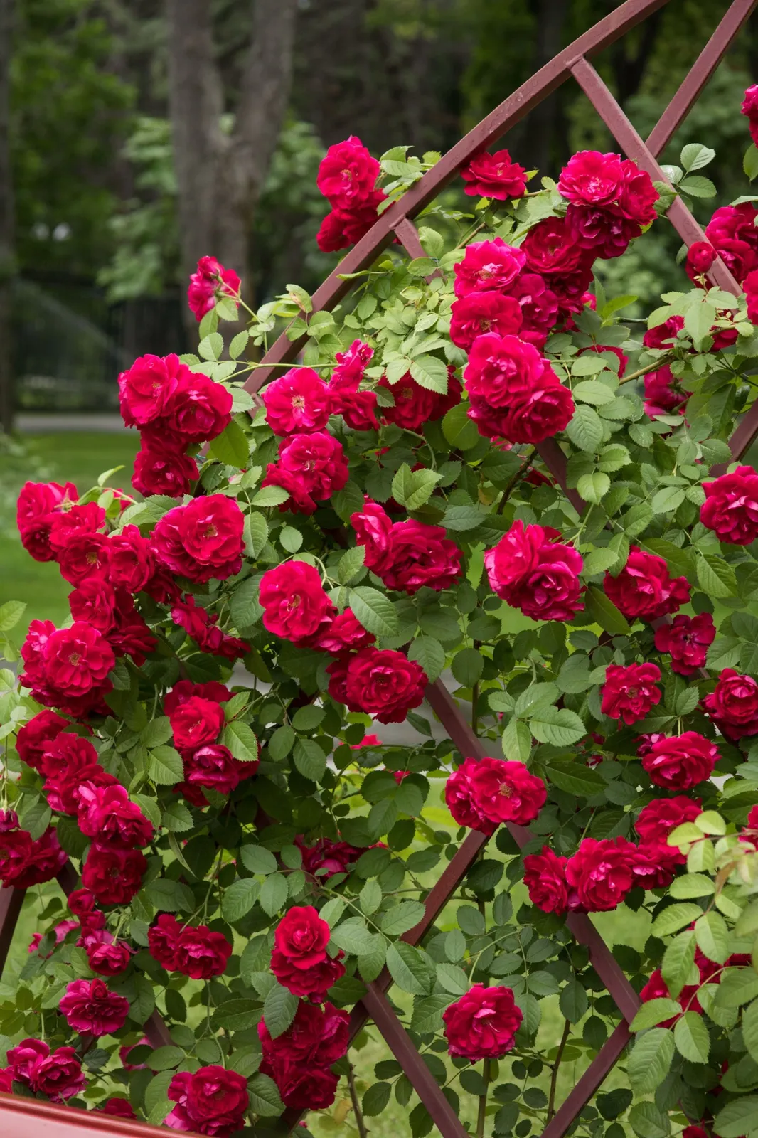Klätterrosor