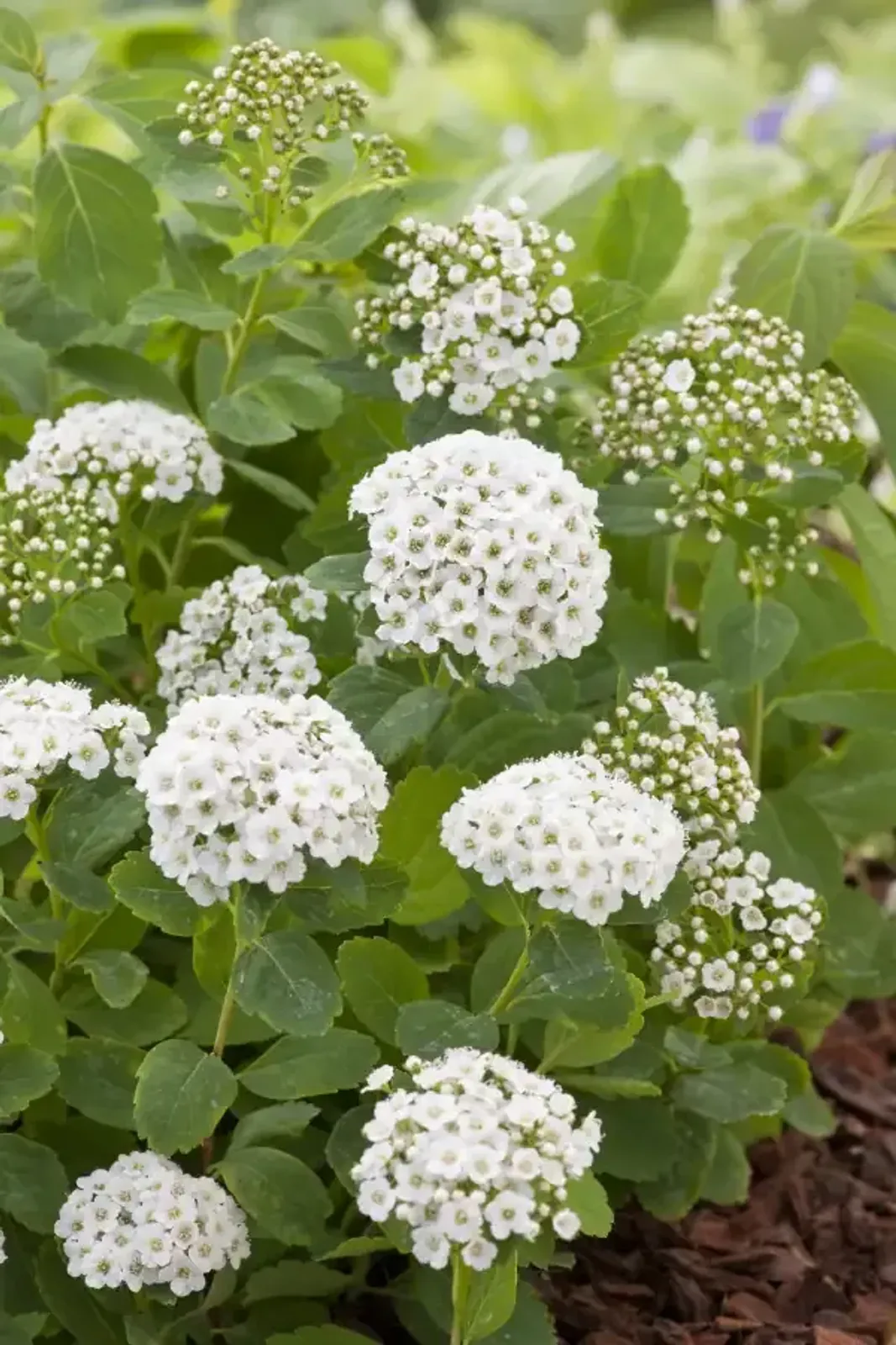 Björkspirea, 15-30 cm