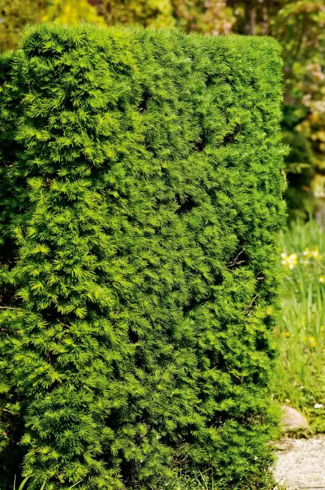 Japansk lärk, 50-80 cm