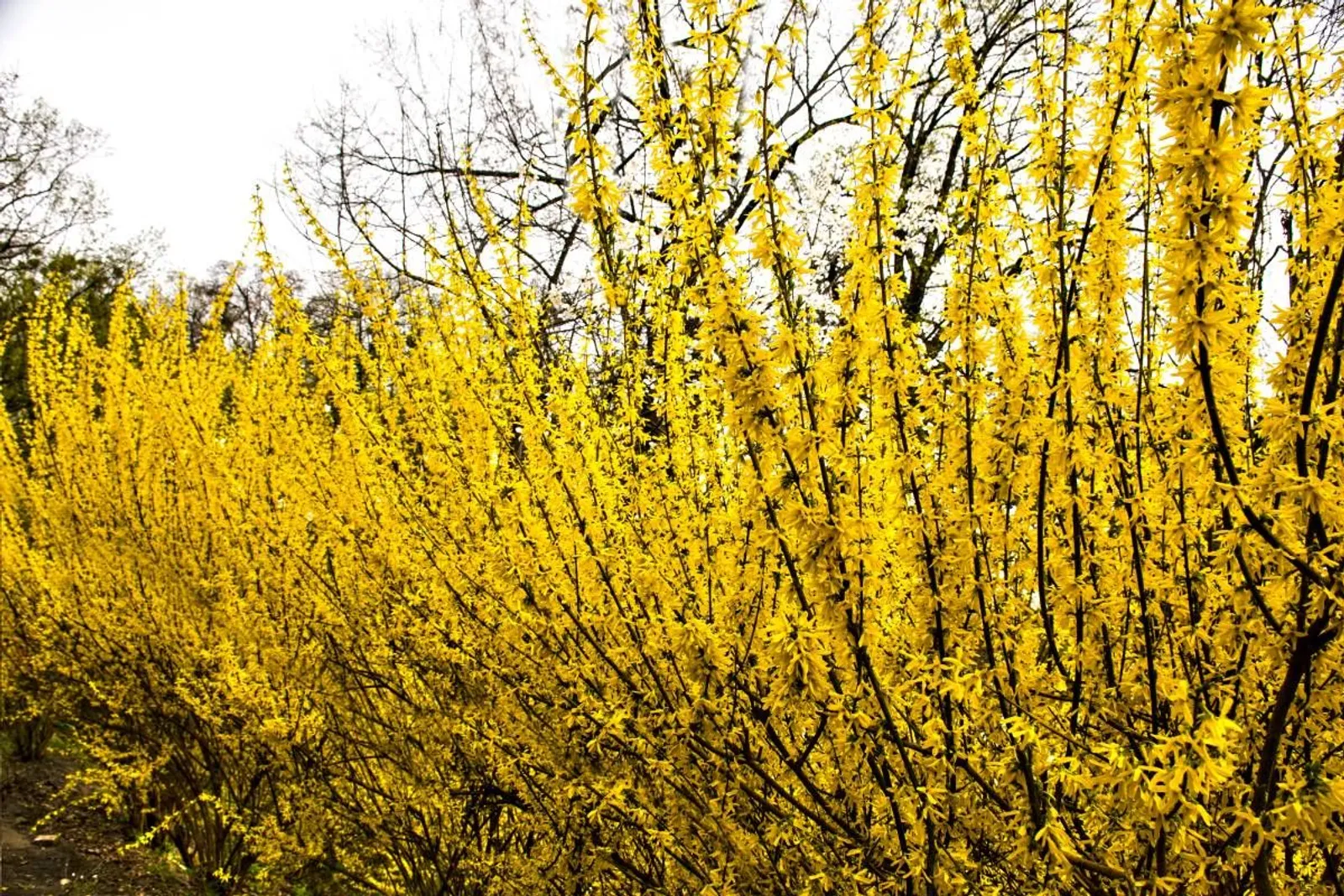 Hybridforsythia 'Freja' E, 20-40 cm — detalj 4