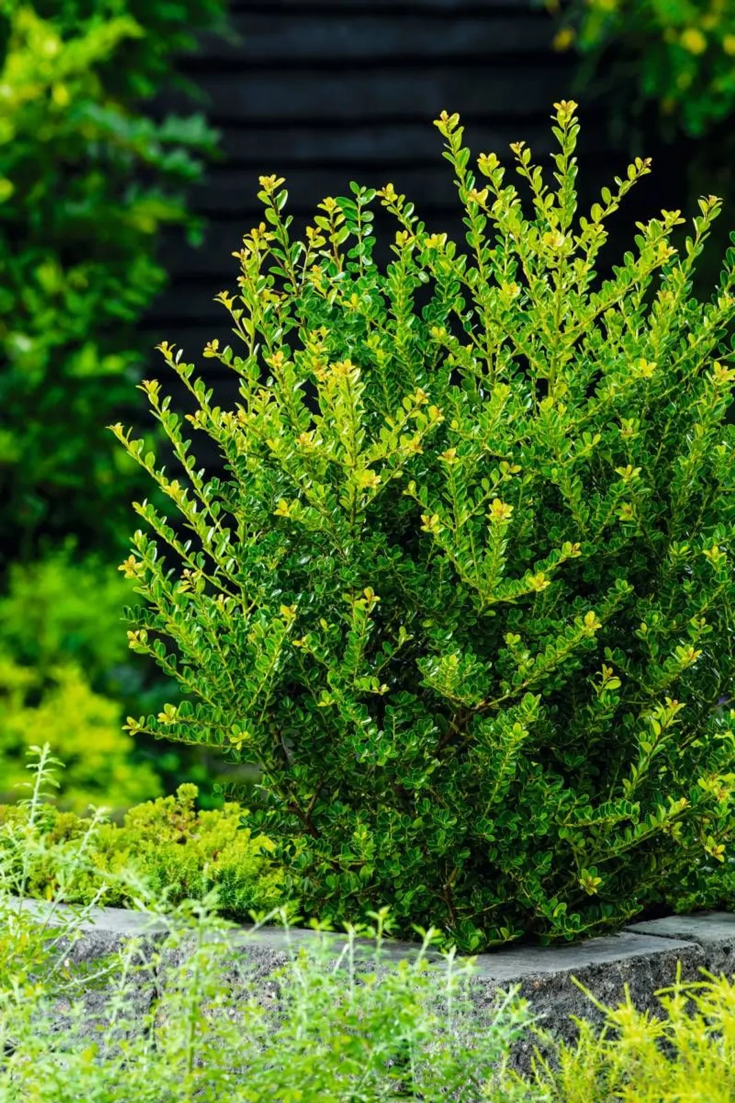 Japansk järnek 'Green Hedge', 10-20 cm — närbild