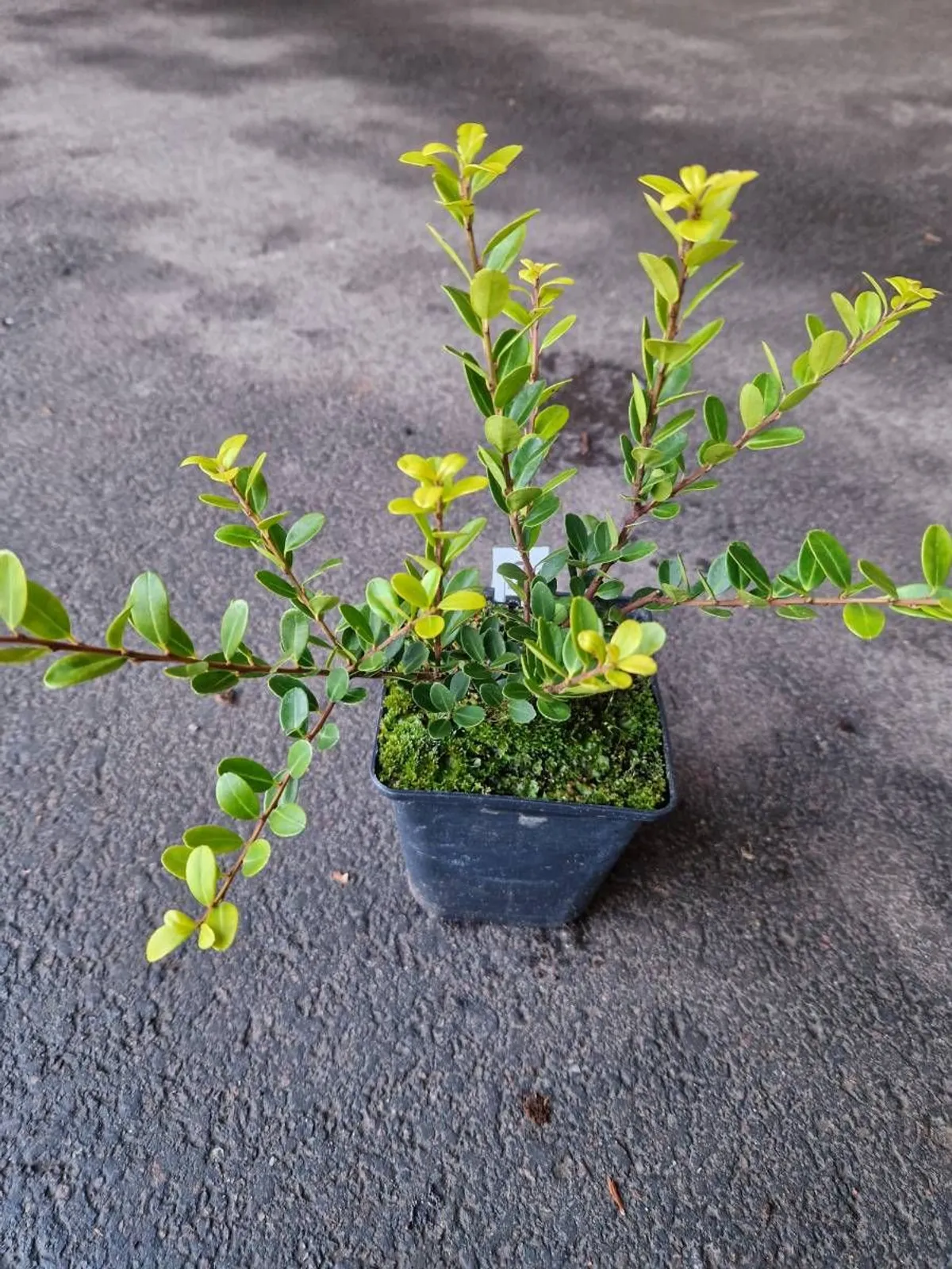 Japansk järnek 'Green Hedge', 10-20 cm — detalj 2