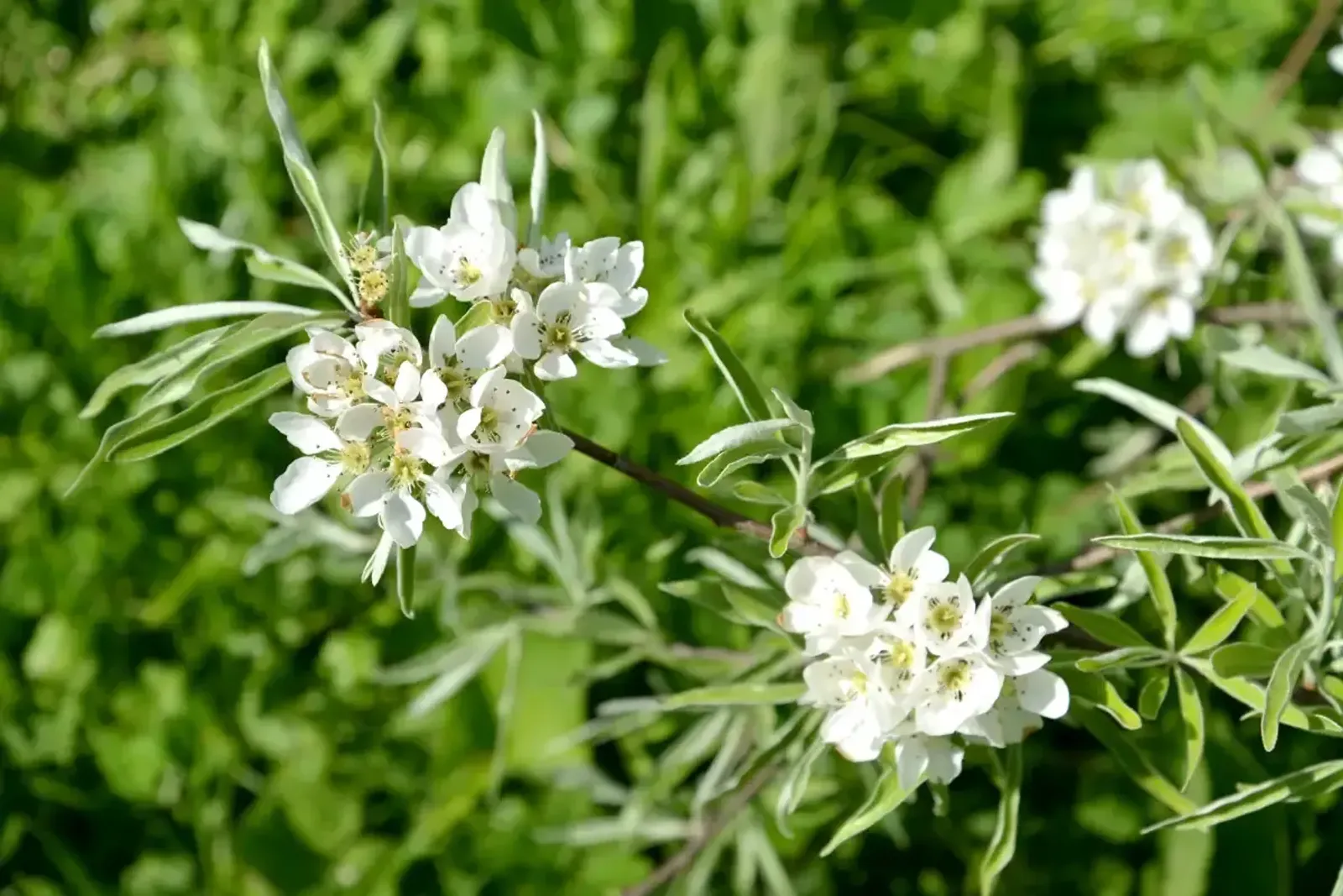 Silverpäron 'Pendula', Högstammat träd — detalj 3