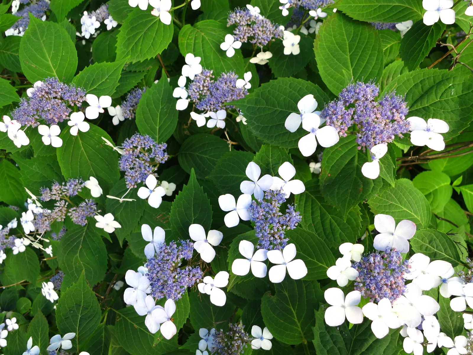 Purpurhortensia 'Bluebird' - miniatyr 6