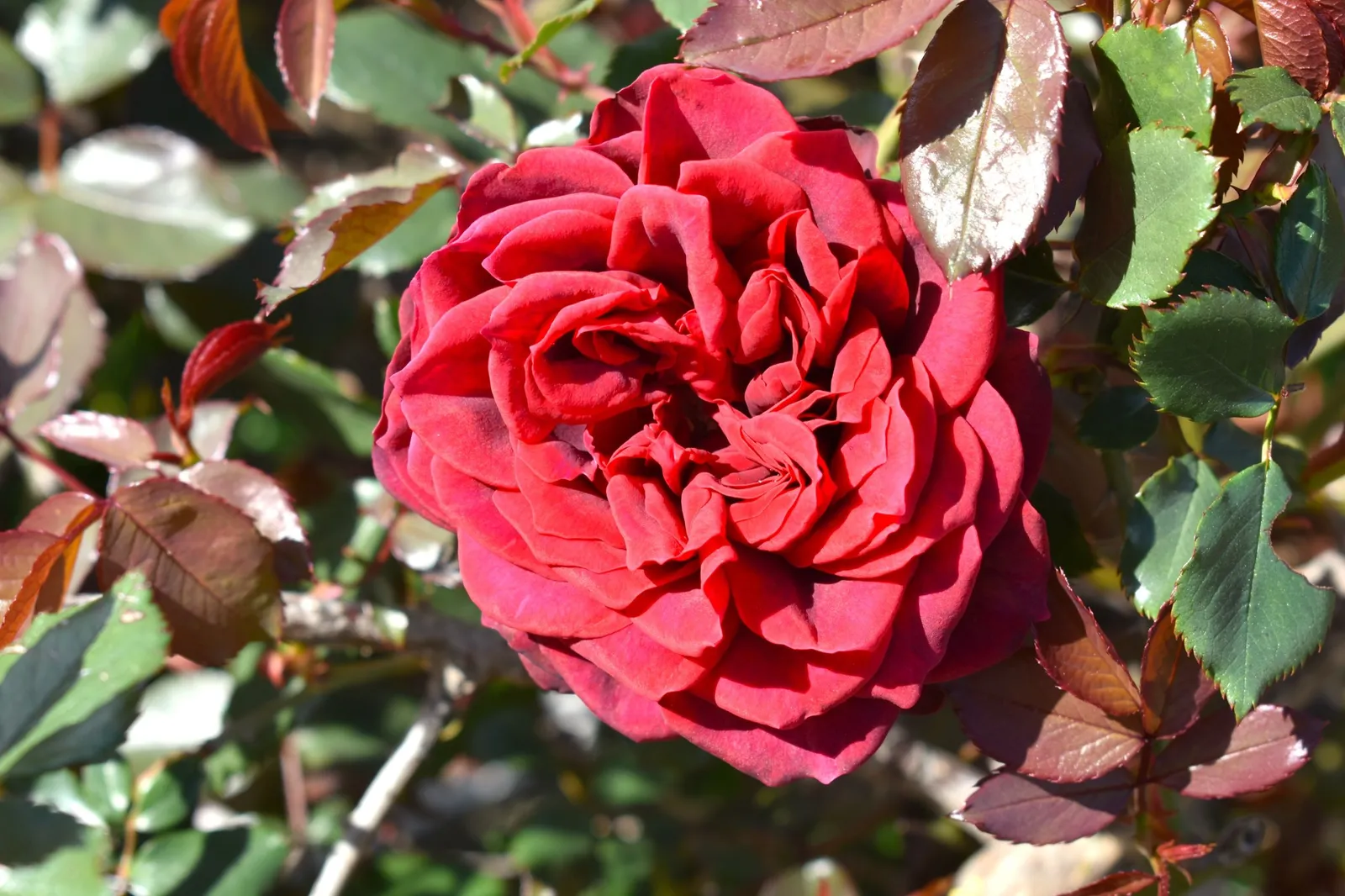 Storblommig klätterros 'Crazy in Love Red' - miniatyr 2