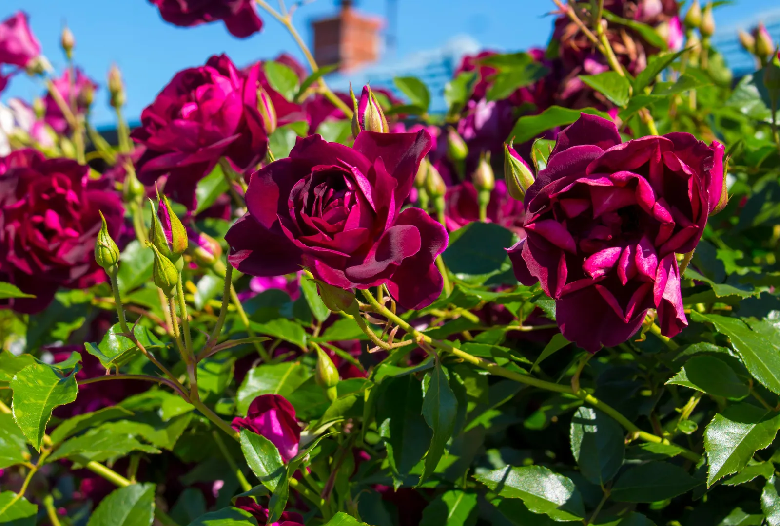 Floribundaros 'Burgundy Iceberg'PBR - miniatyr 2