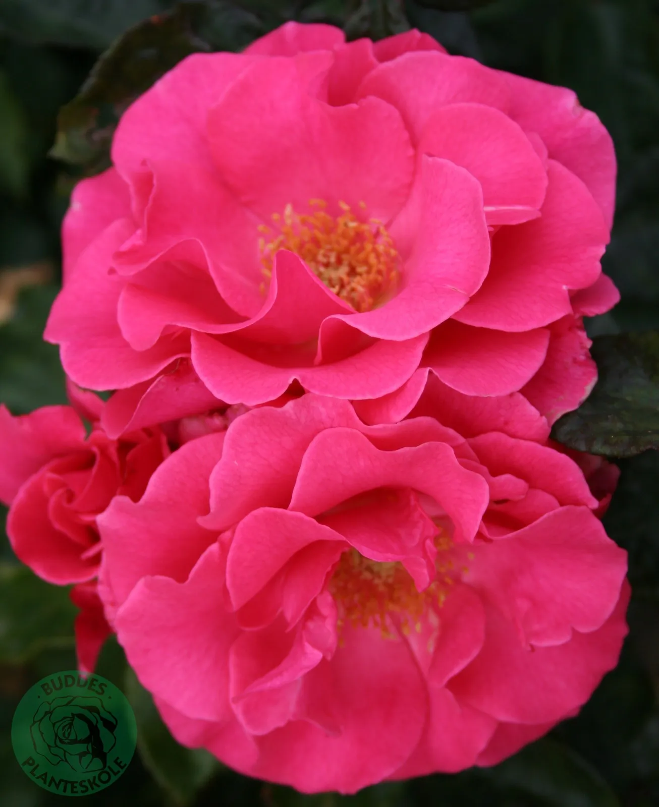 Modern buskros ROMANZE® ('Tanezamor')
