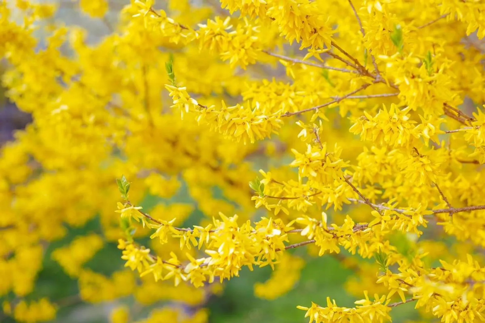 Hybridforsythia 'Freja' E, 20-40 cm — närbild