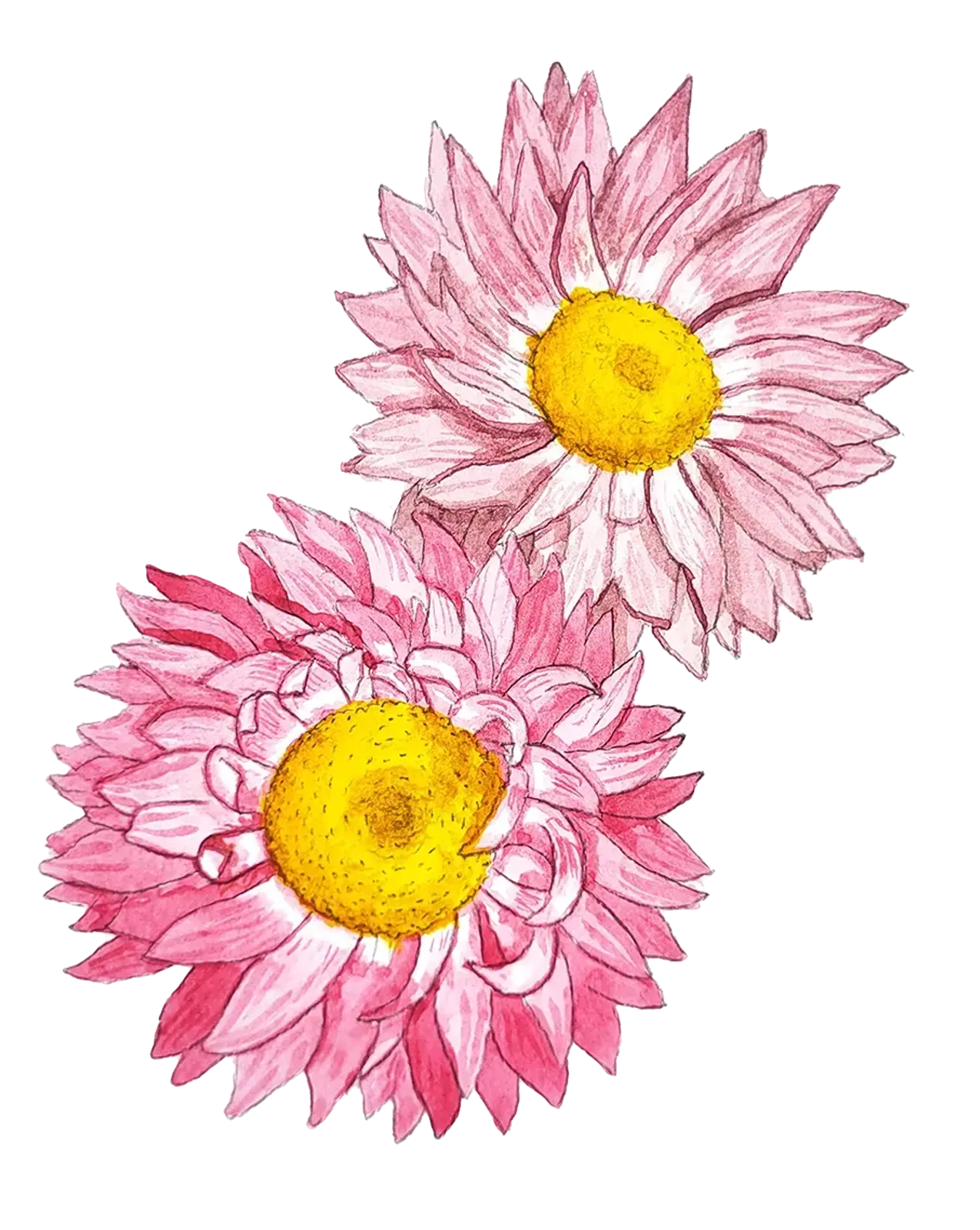 Roseneternell, Frö