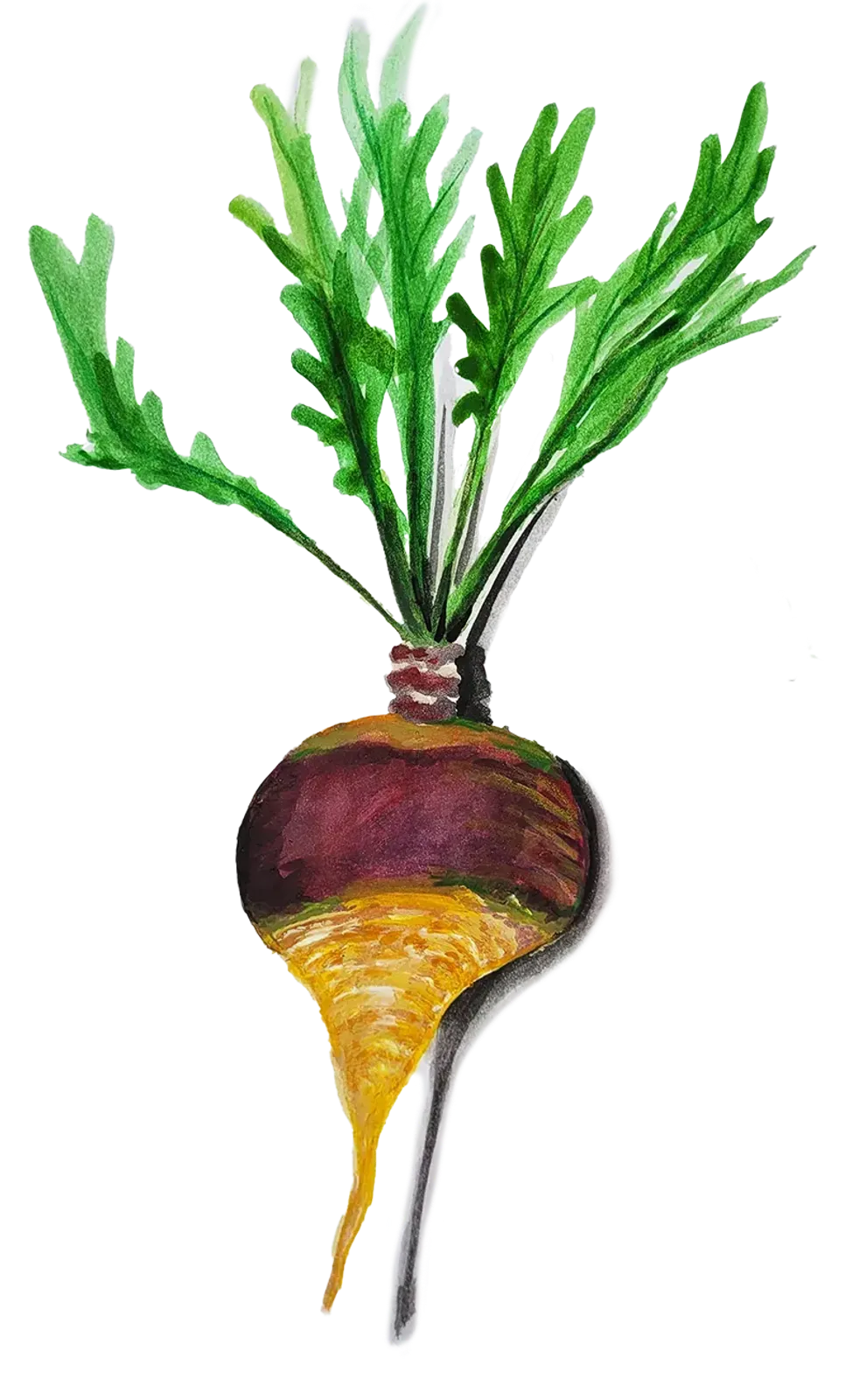 Kålrot