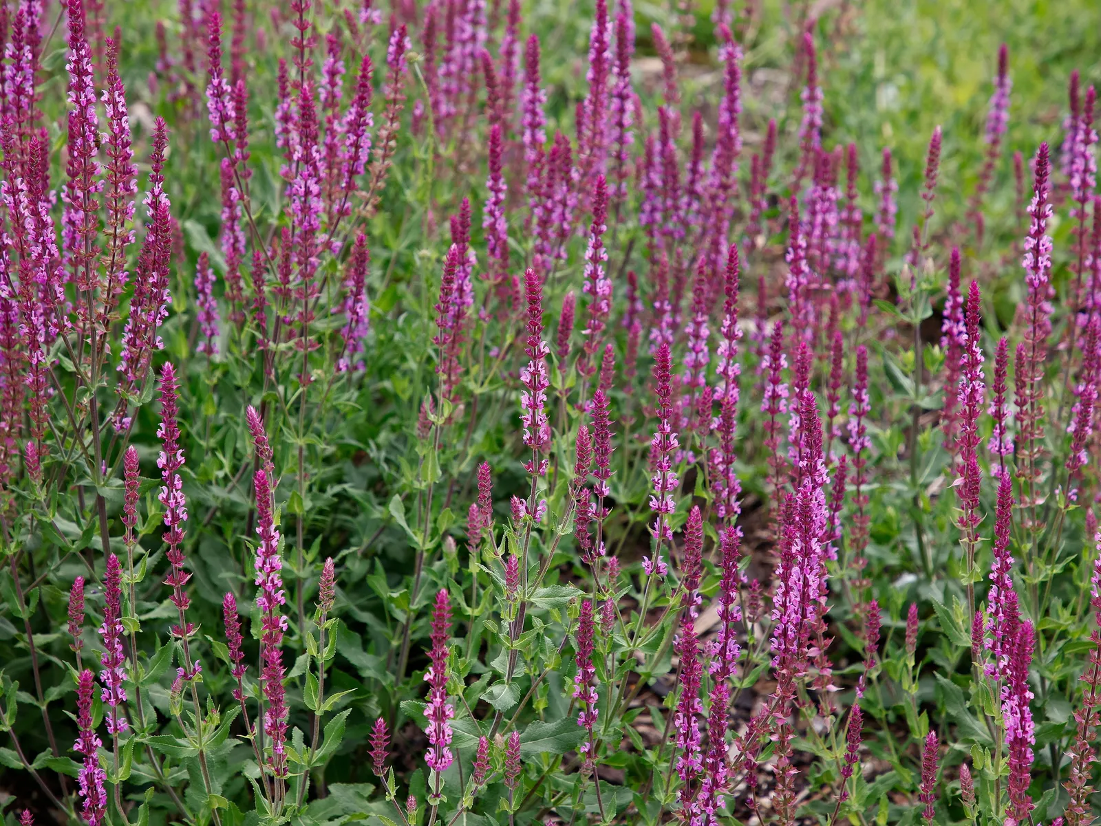 Stäppsalvia 'Amethyst' - miniatyr 2