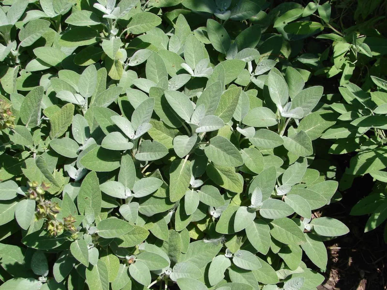 Kryddsalvia 'Berggarten'