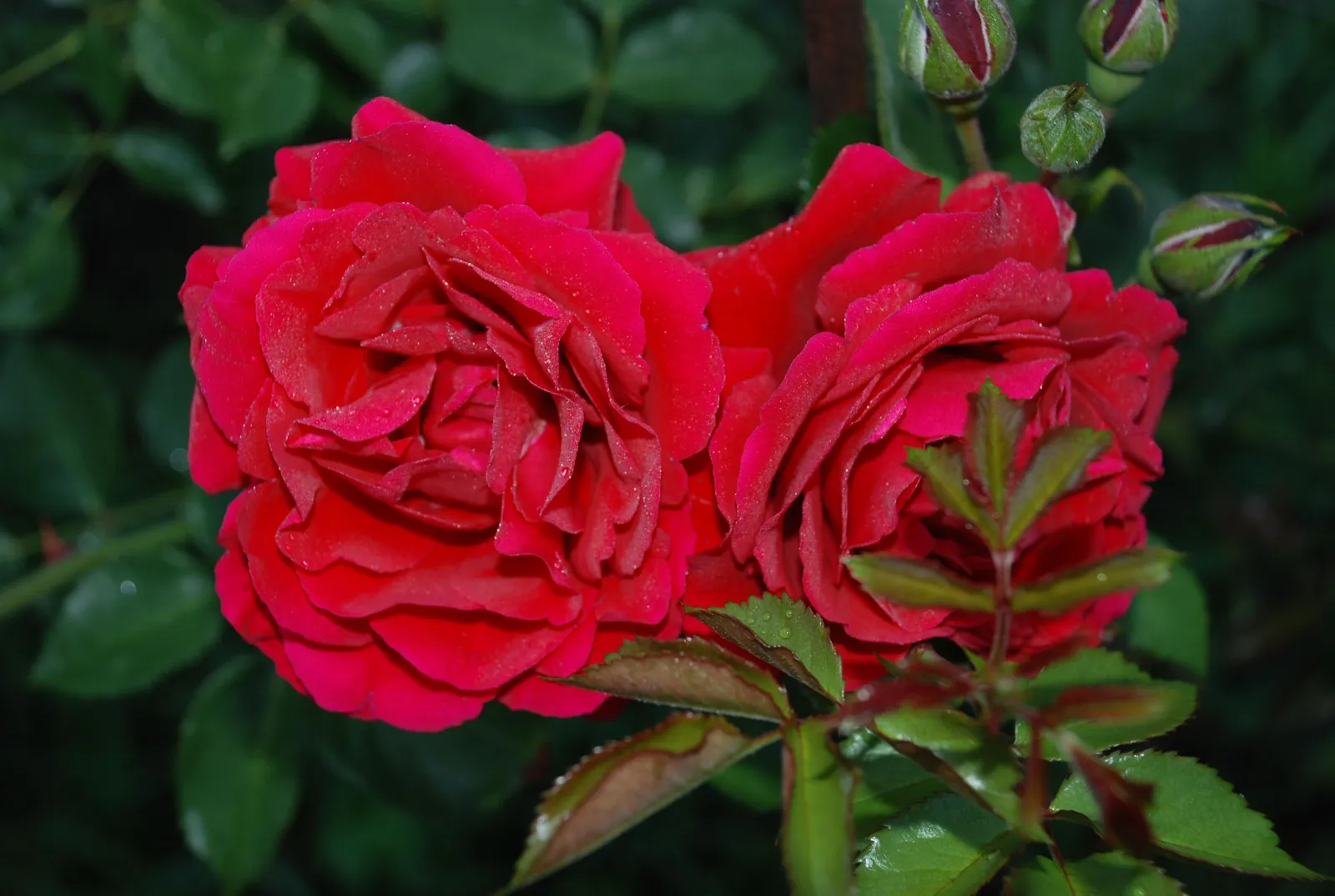 Floribundaros LOOK GOOD ... FEEL BETTER ('Poulcas034'PBR) - miniatyr 4