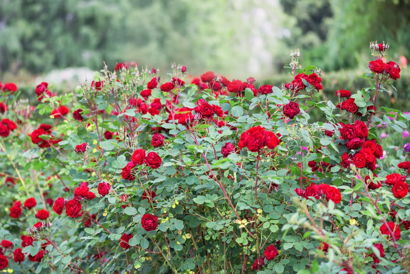 Floribundaros NINA WEIBULL® ('Poulwei') - miniatyr 4