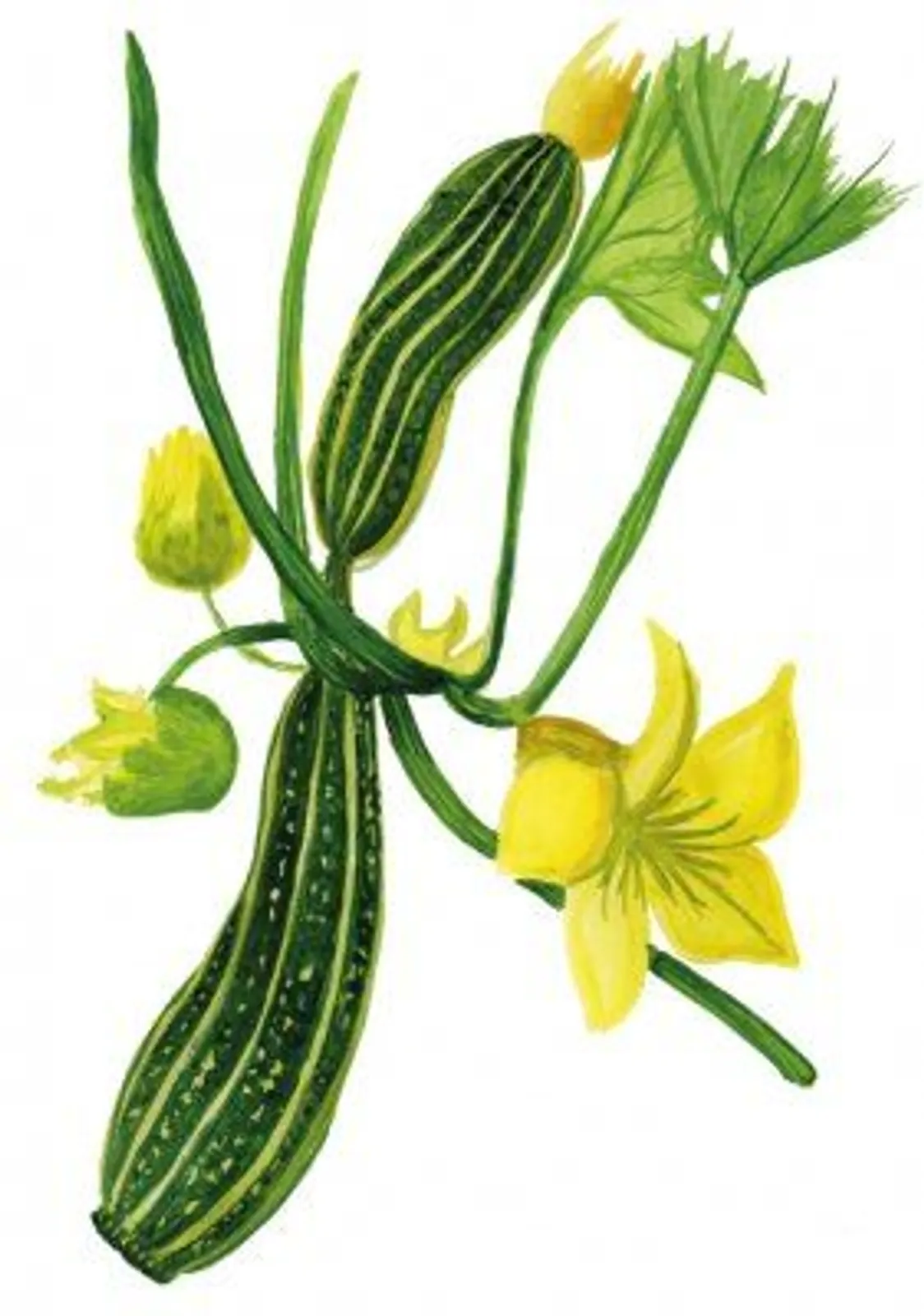 Sommarsquash 'Cocozelle', Frö