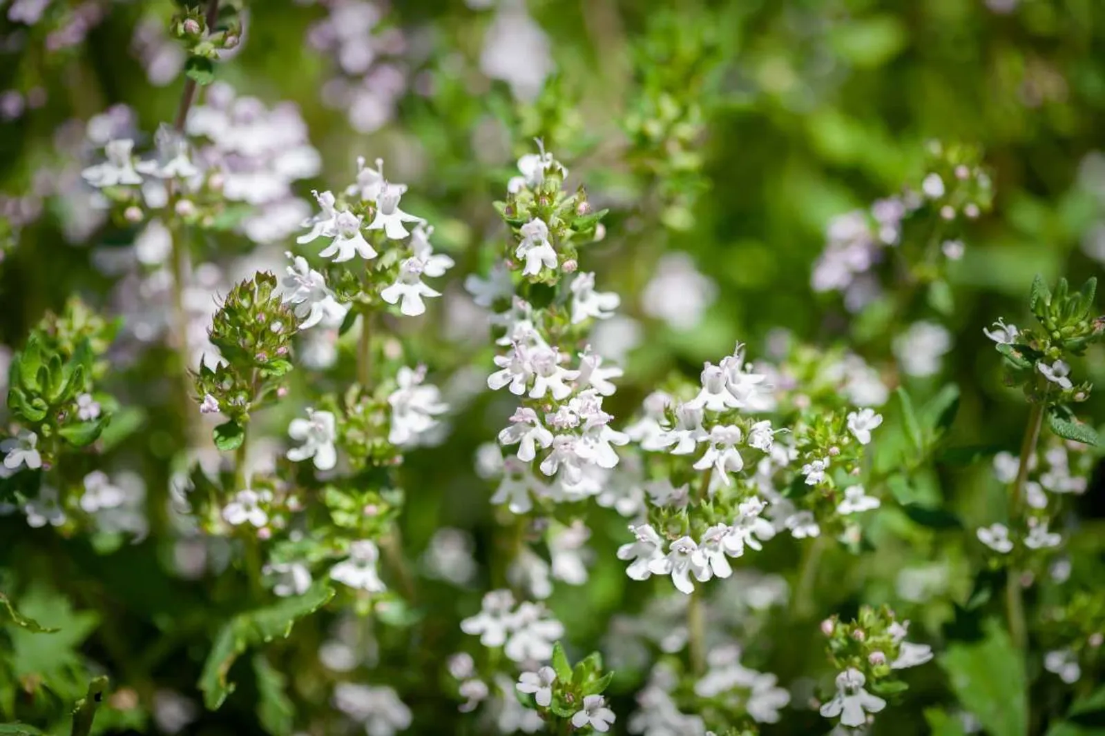 Backtimjan 'Albus'