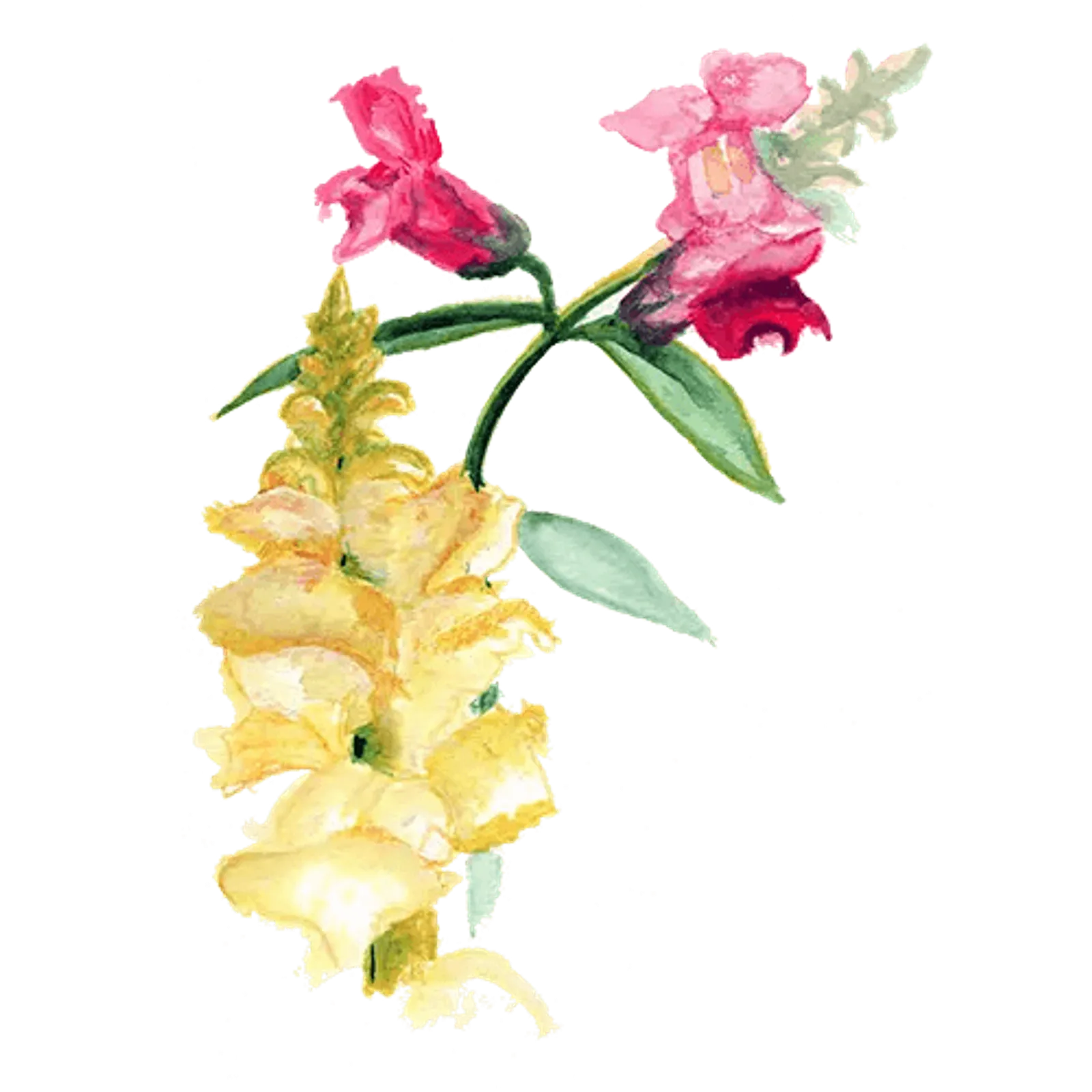 Blomma 'Lejongap (färgmix)', Frö