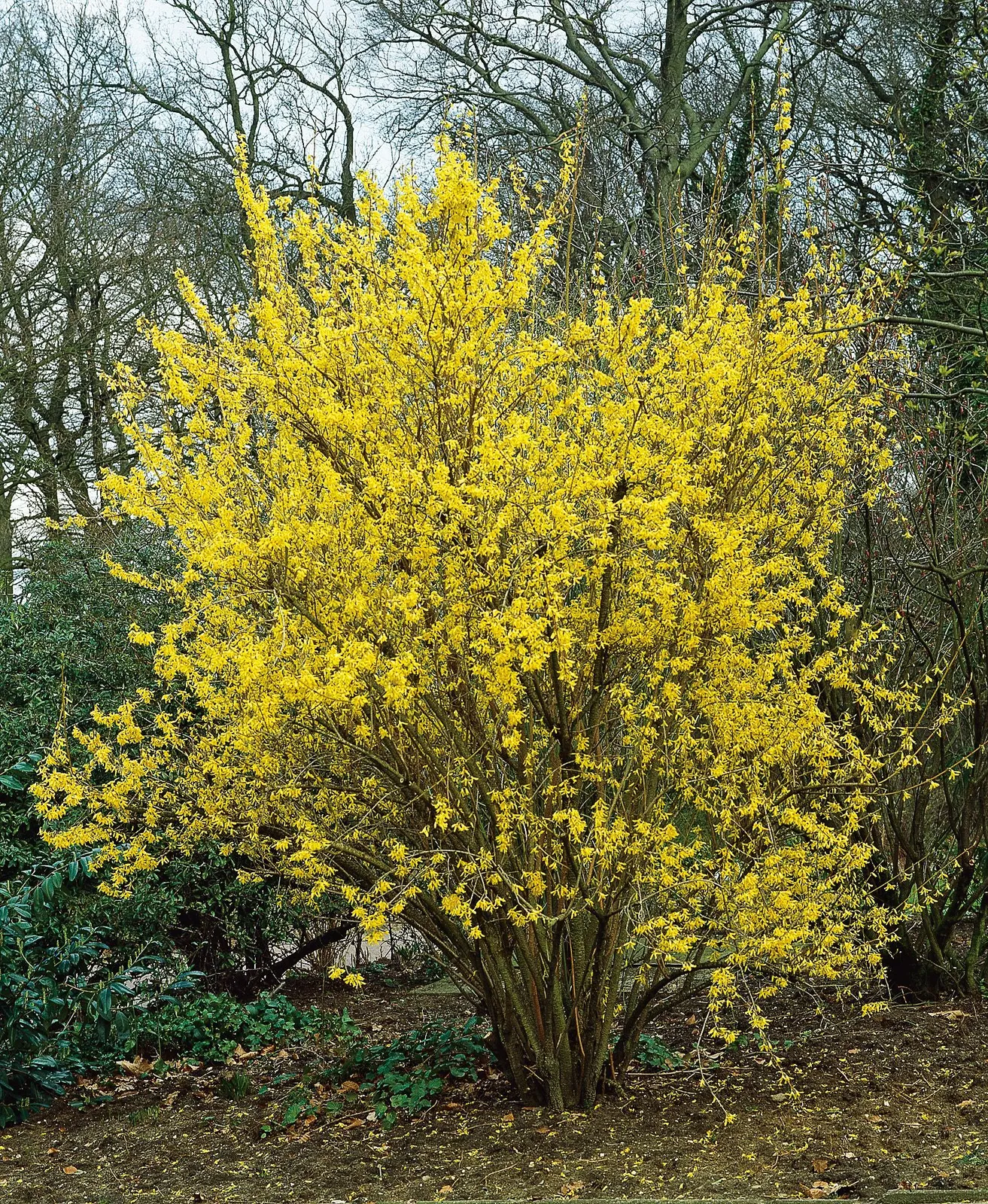Hybridforsythia 'Lynwood' - miniatyr 2